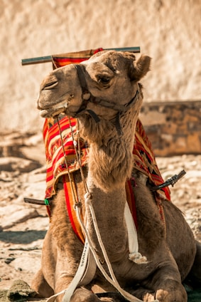 A camel with a saddle on its back