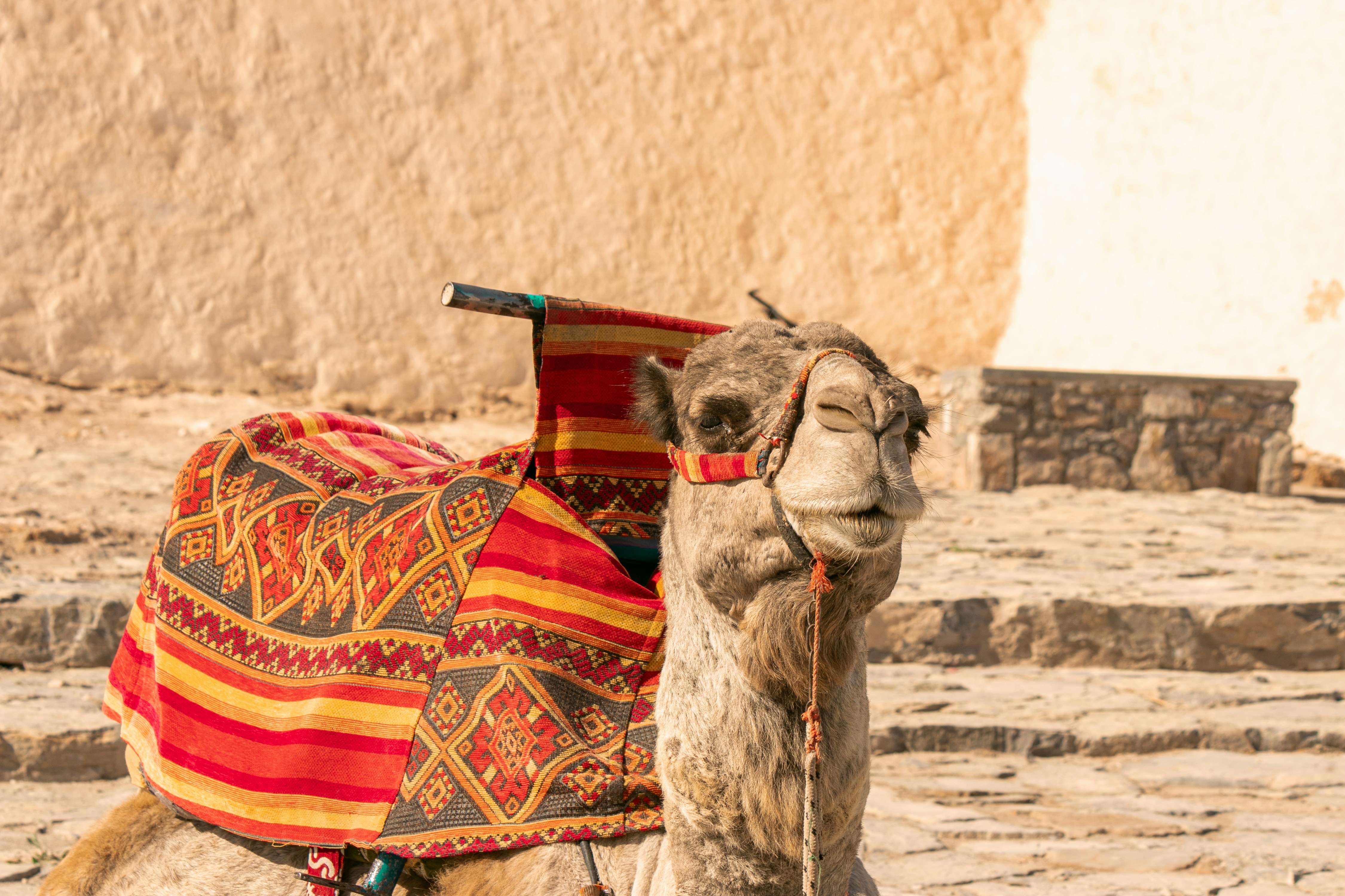 A camel with a saddle on its back