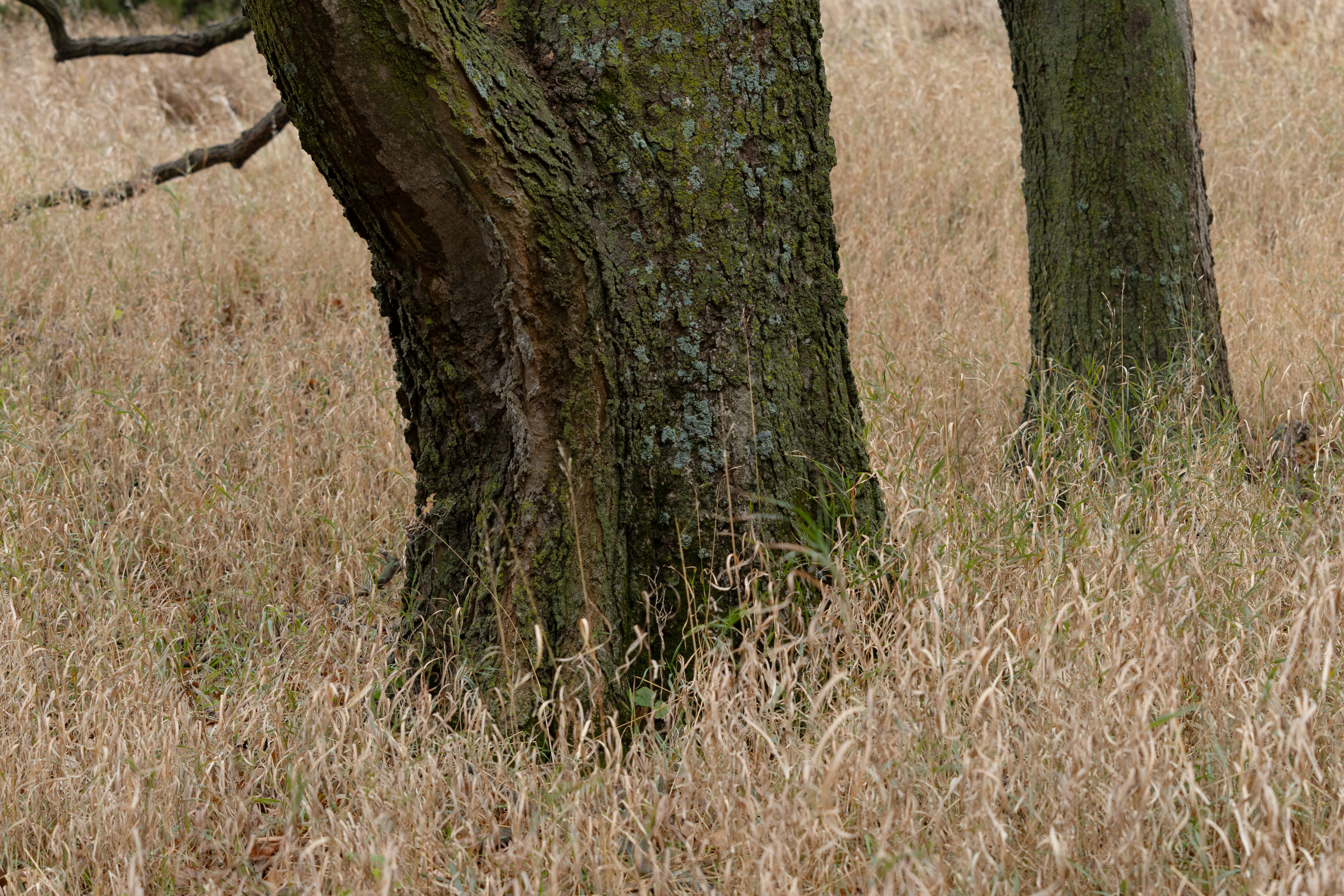 A giraffe standing next to a tree in a field