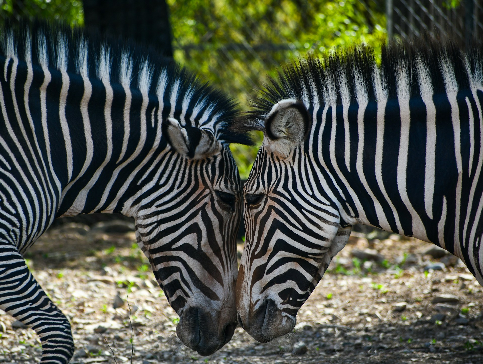 A couple of zebra standing next to each other