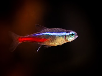 A fish that is swimming in the water