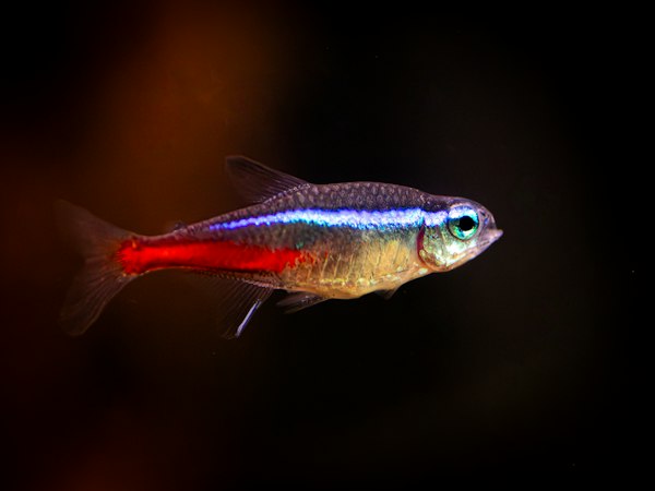 Neon tetra with a bright blue stripe and red lower body photographed against a black background