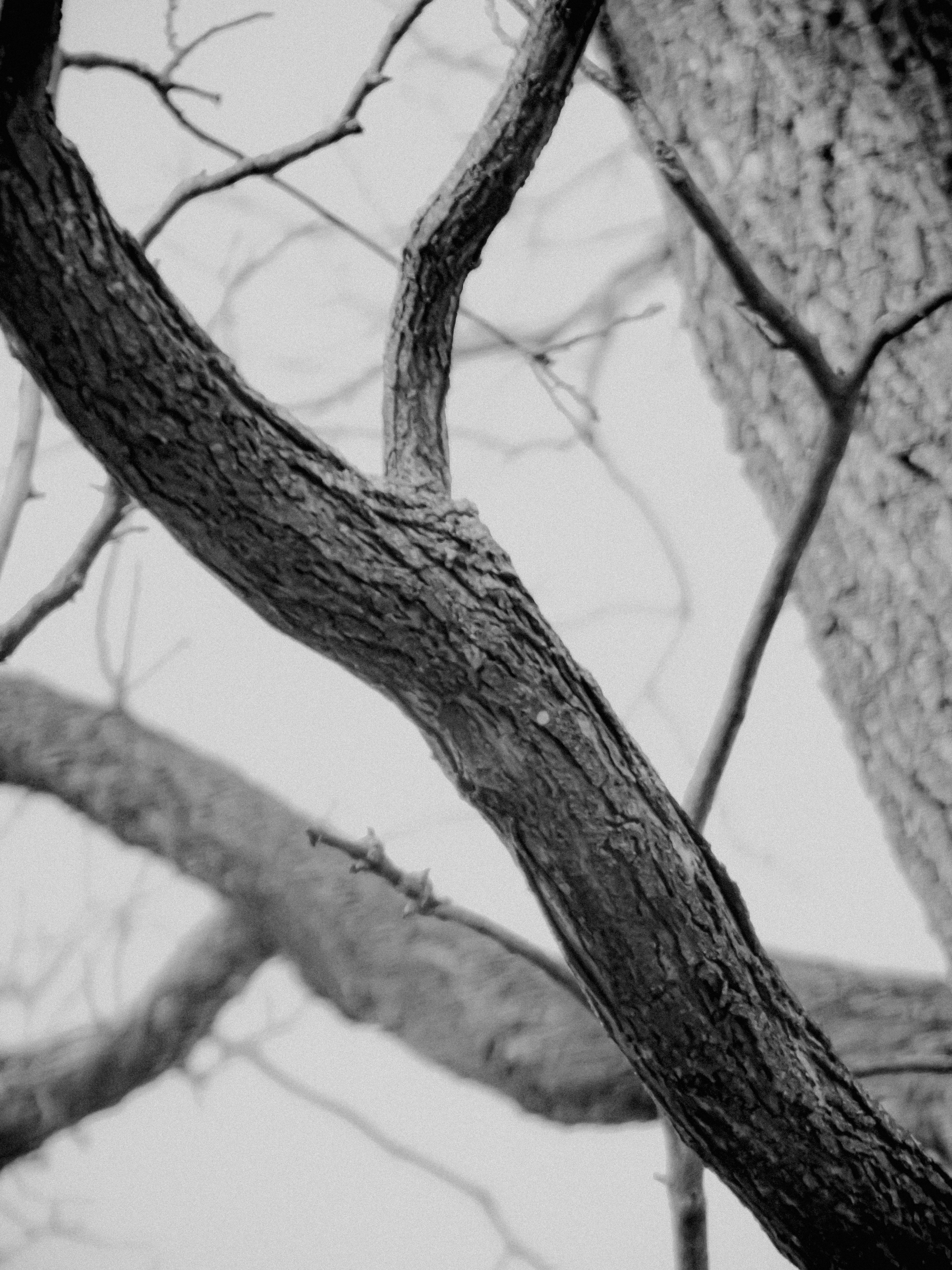 Photo by linusbelanger