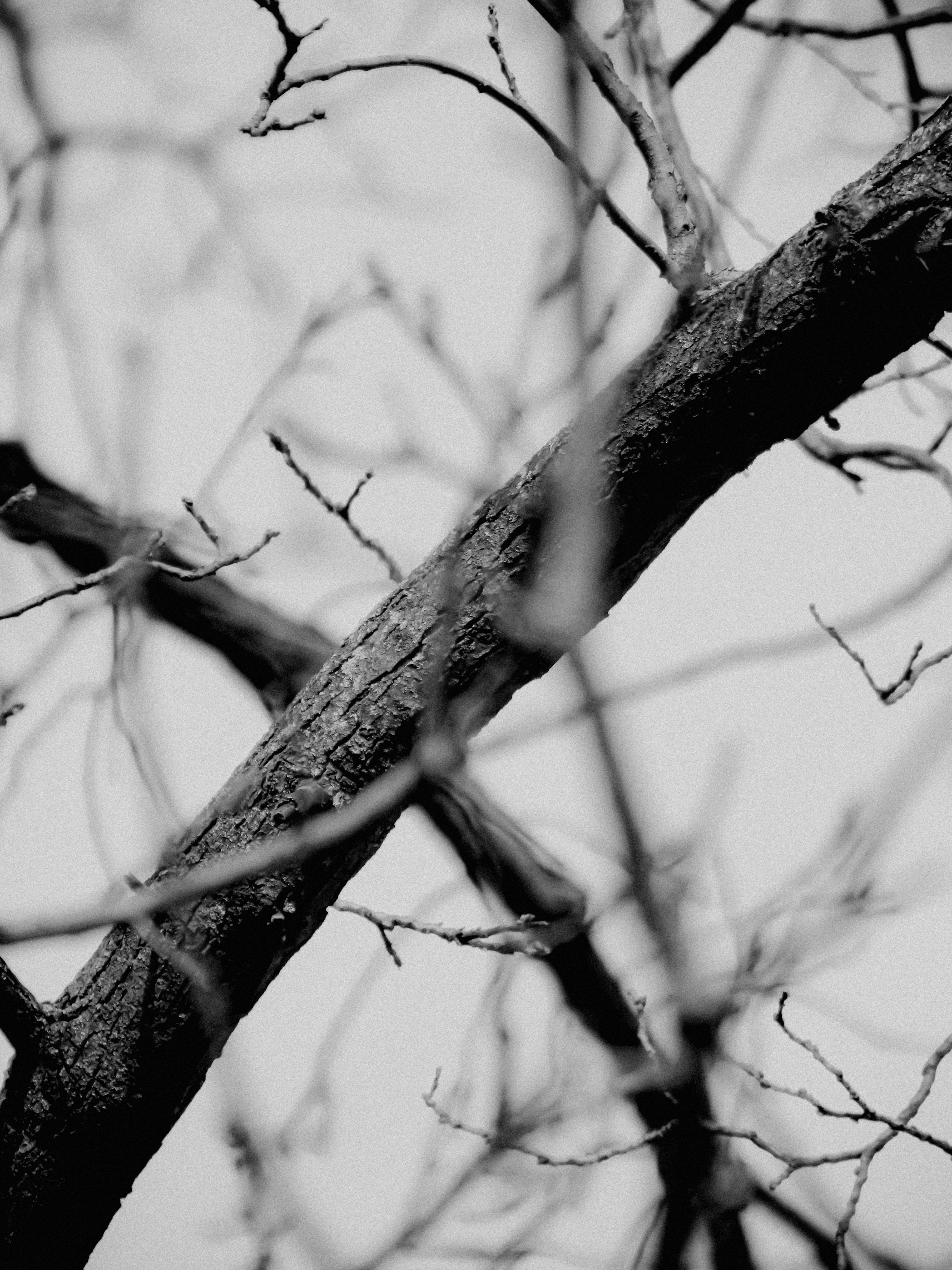 Photo by linusbelanger