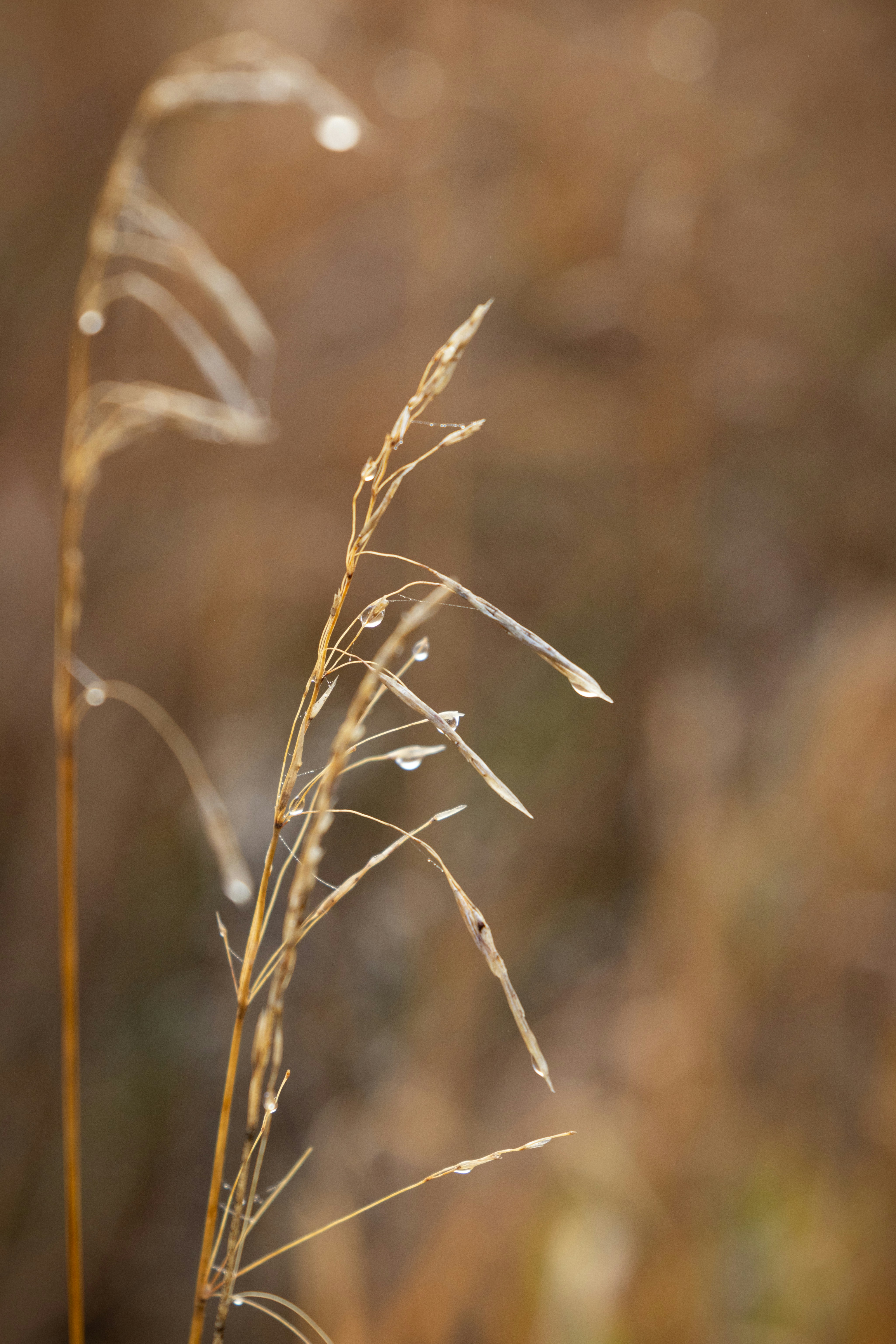 Photo by brandonstoll