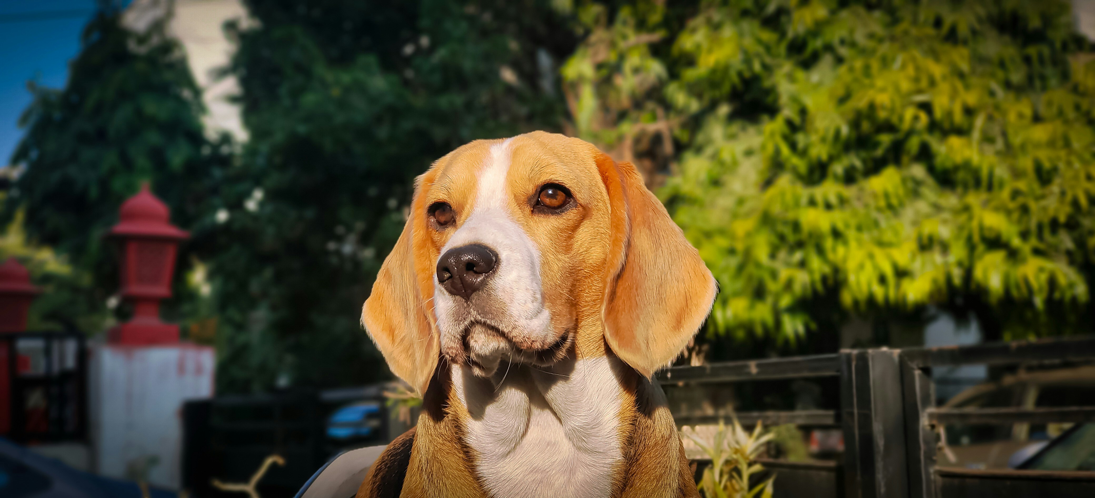 A brown and white dog wearing a bow tie