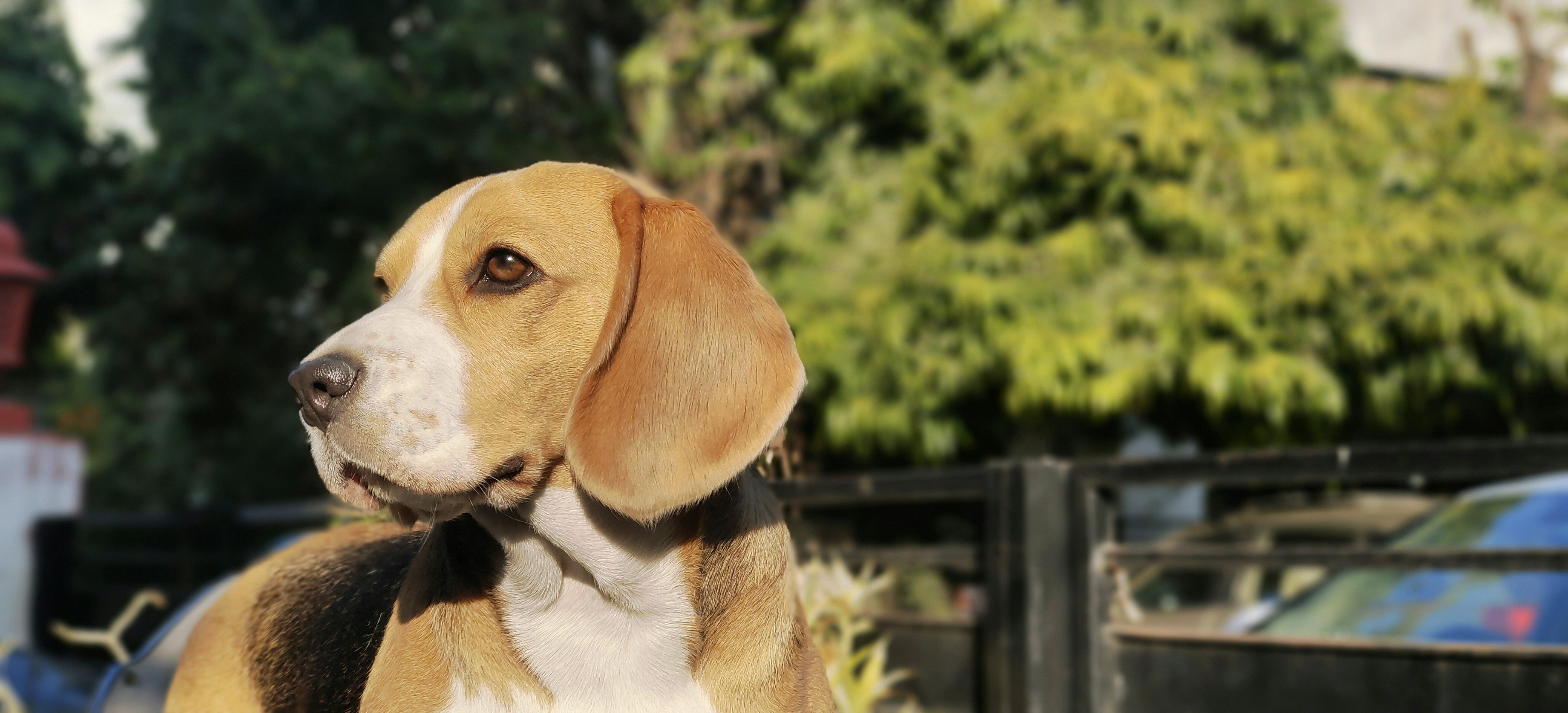 18. The Reliable Beagle: Sniffing Out Adventure (image credits: unsplash)