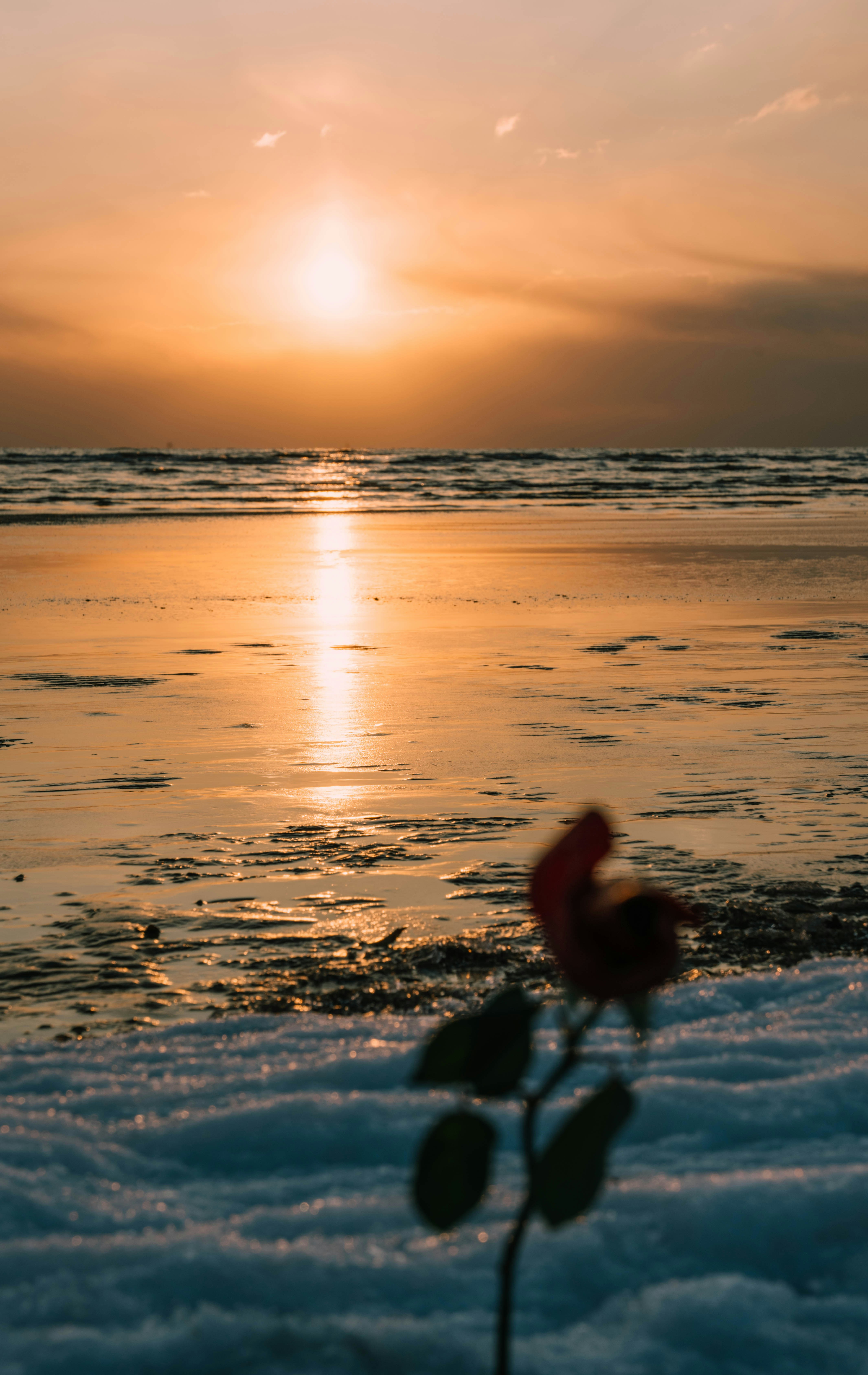 A single rose sitting on top of a snow covered ground