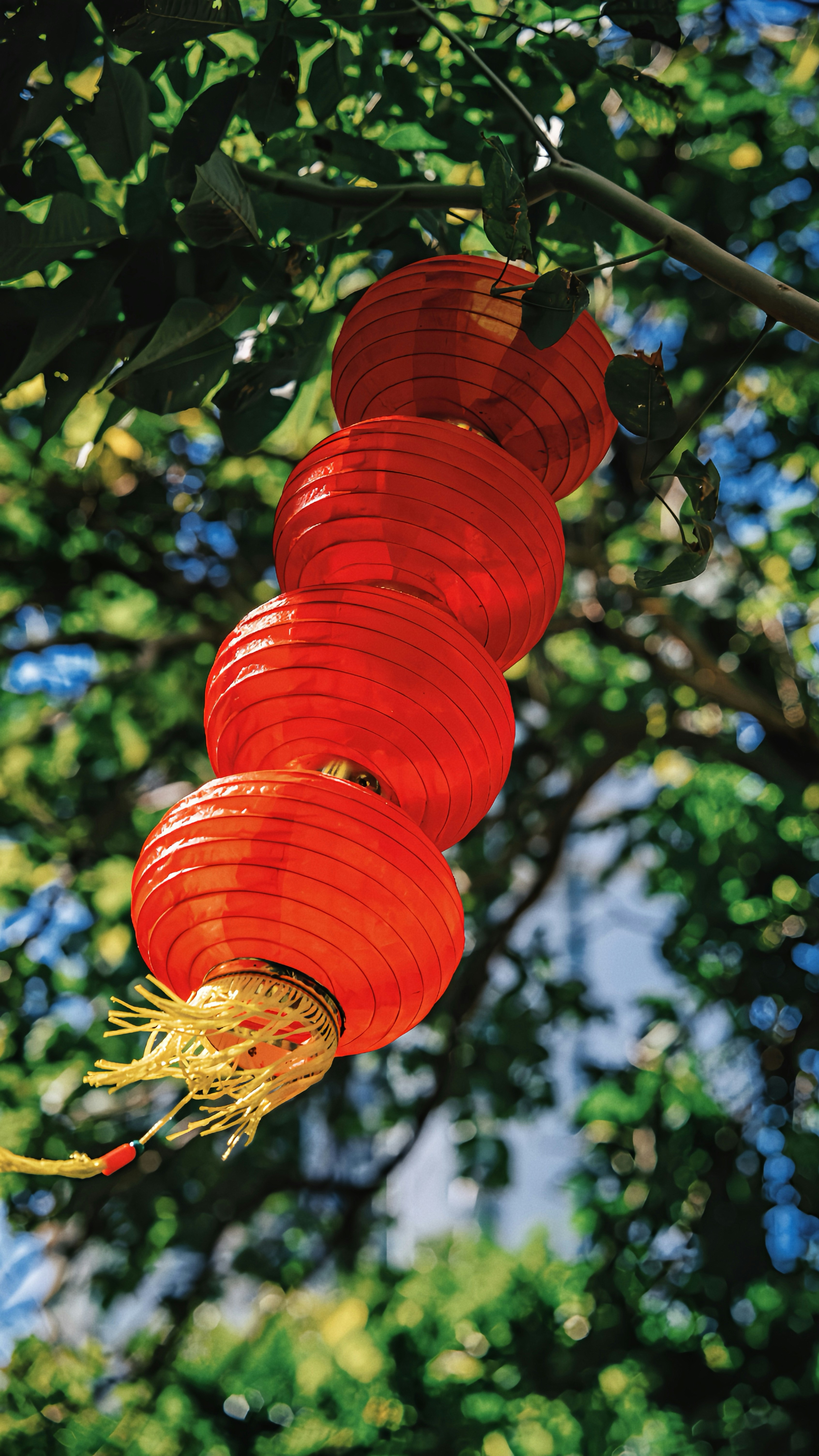 A bunch of red lanterns hanging from a tree photo – Free Festival Image ...