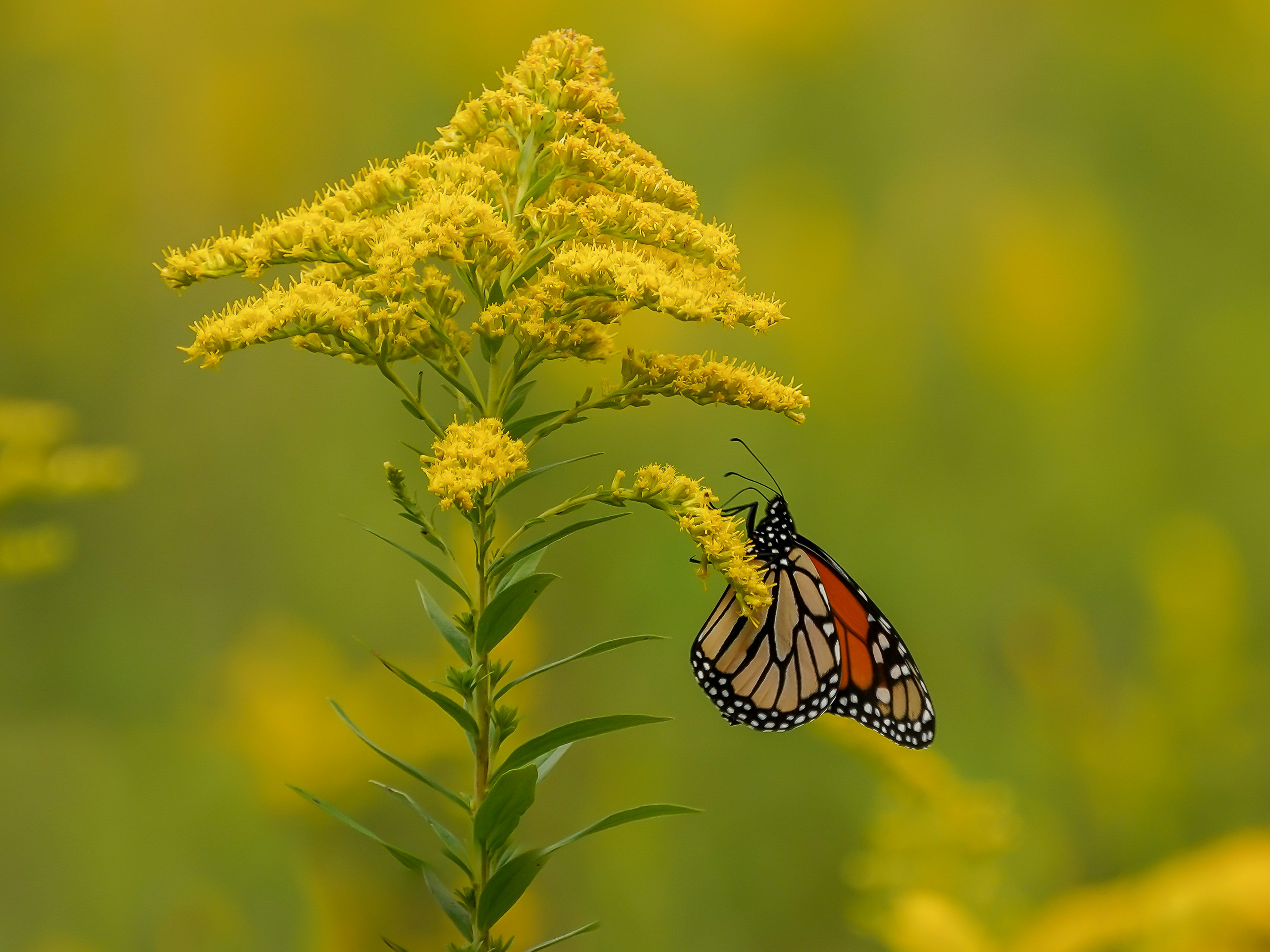 A butterfly sitting on a yellow flower in a field