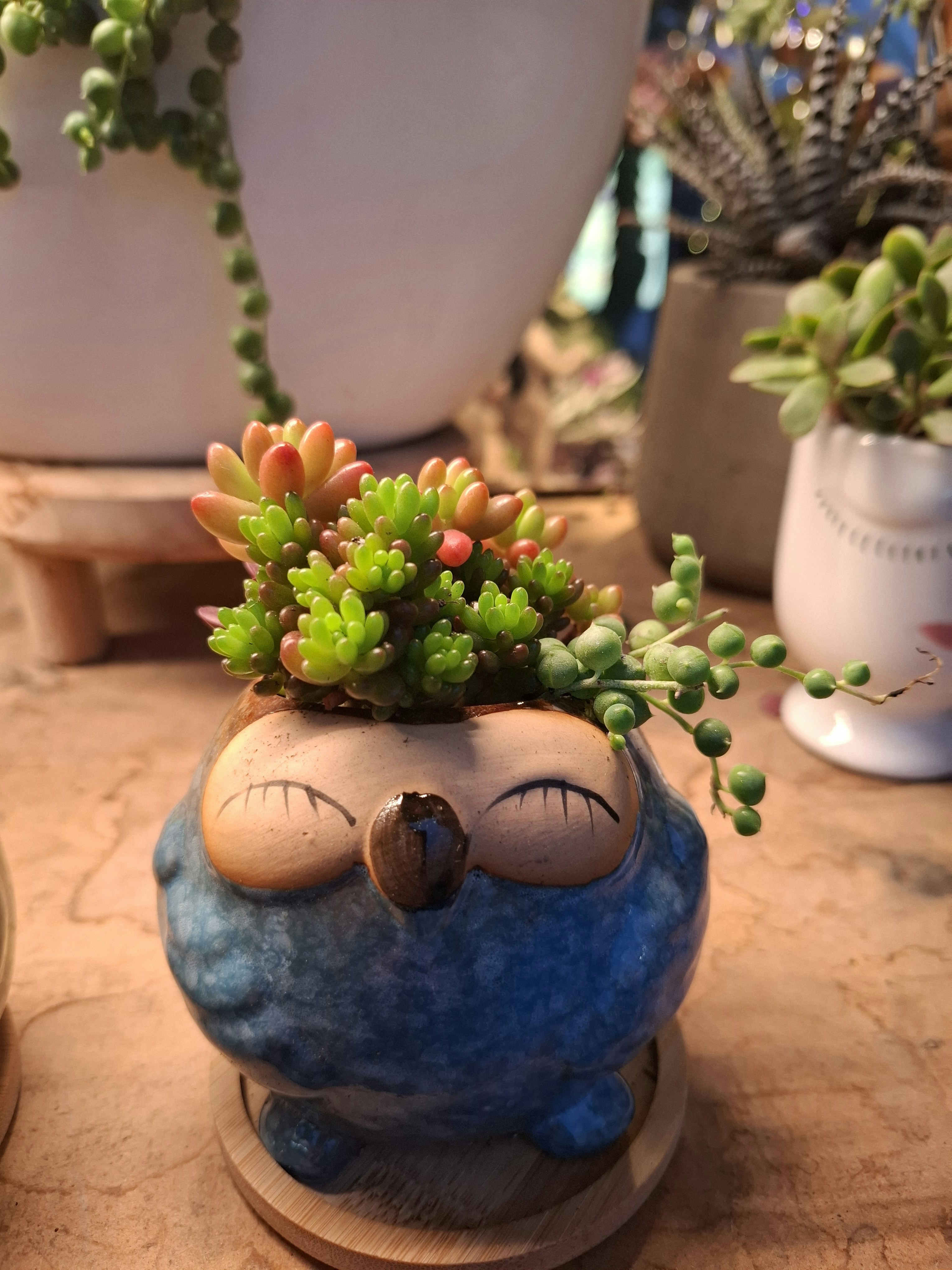 A potted plant with a sad face on it