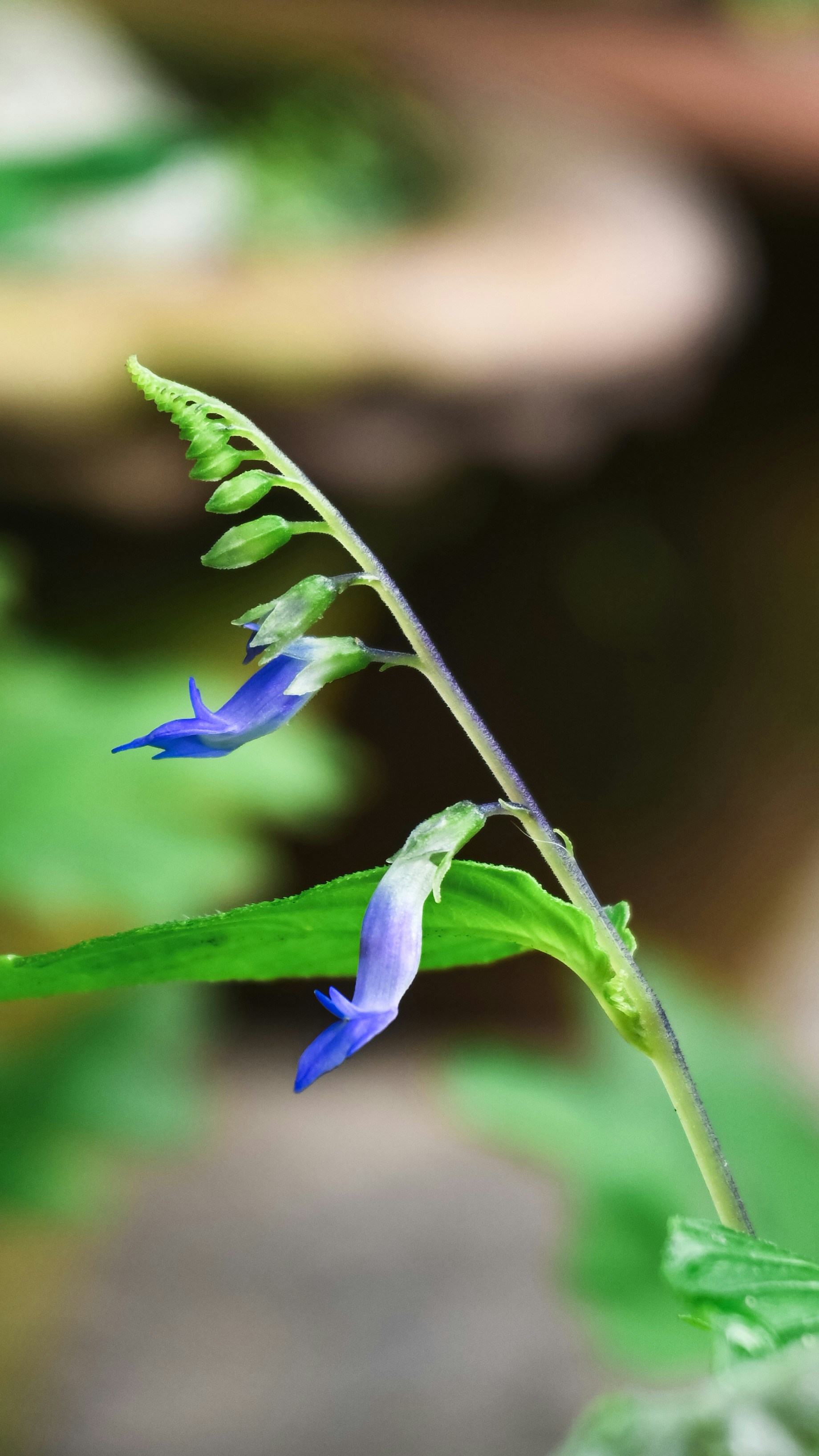 Photo by ujjwalchettri