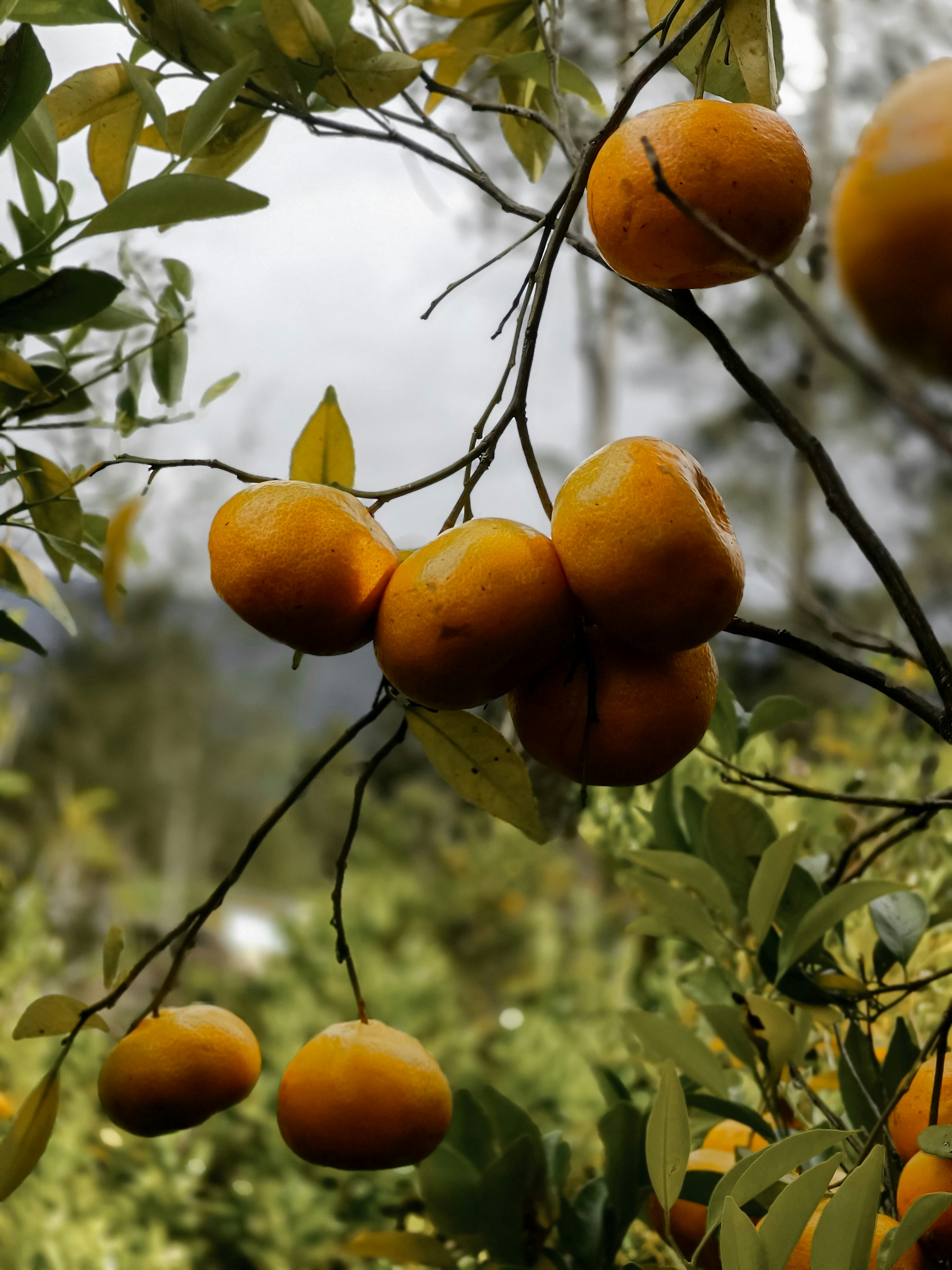 Photo by deco_kogoya