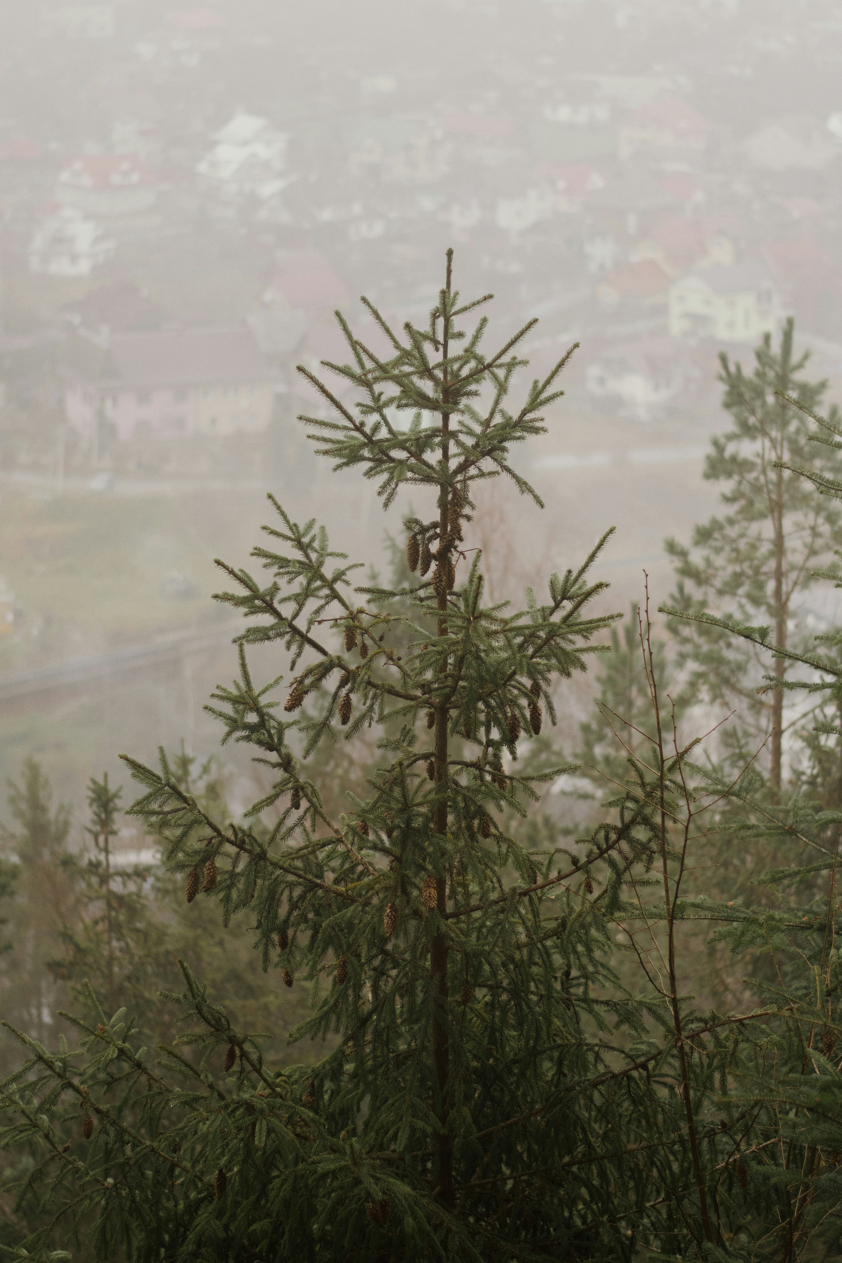 A bird perched on top of a tree next to a forest
