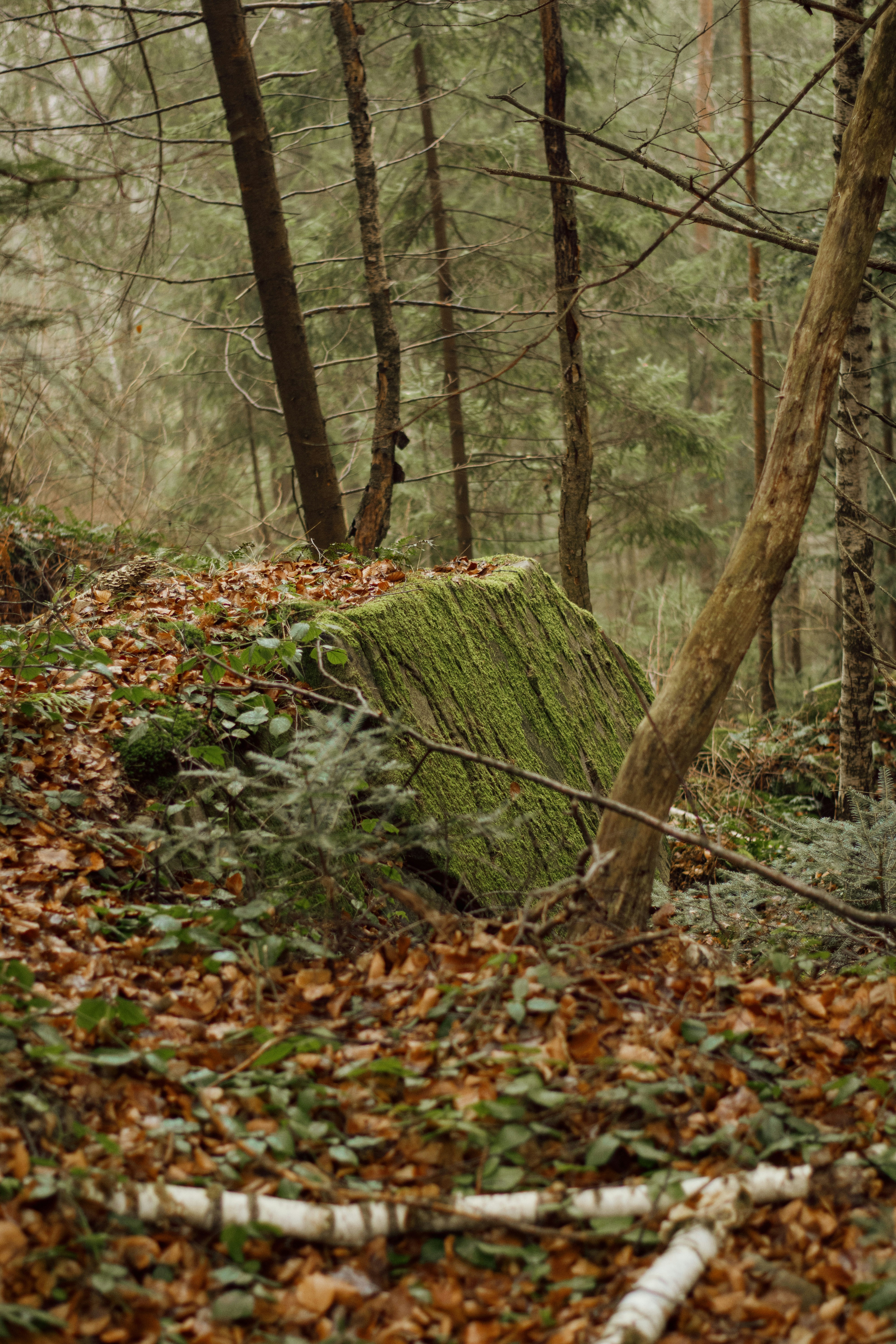 Deep woods forest, ilustrasi artikel Conquer the Bugs: The Ultimate Guide to Deep Woods Mosquito Repellents 5