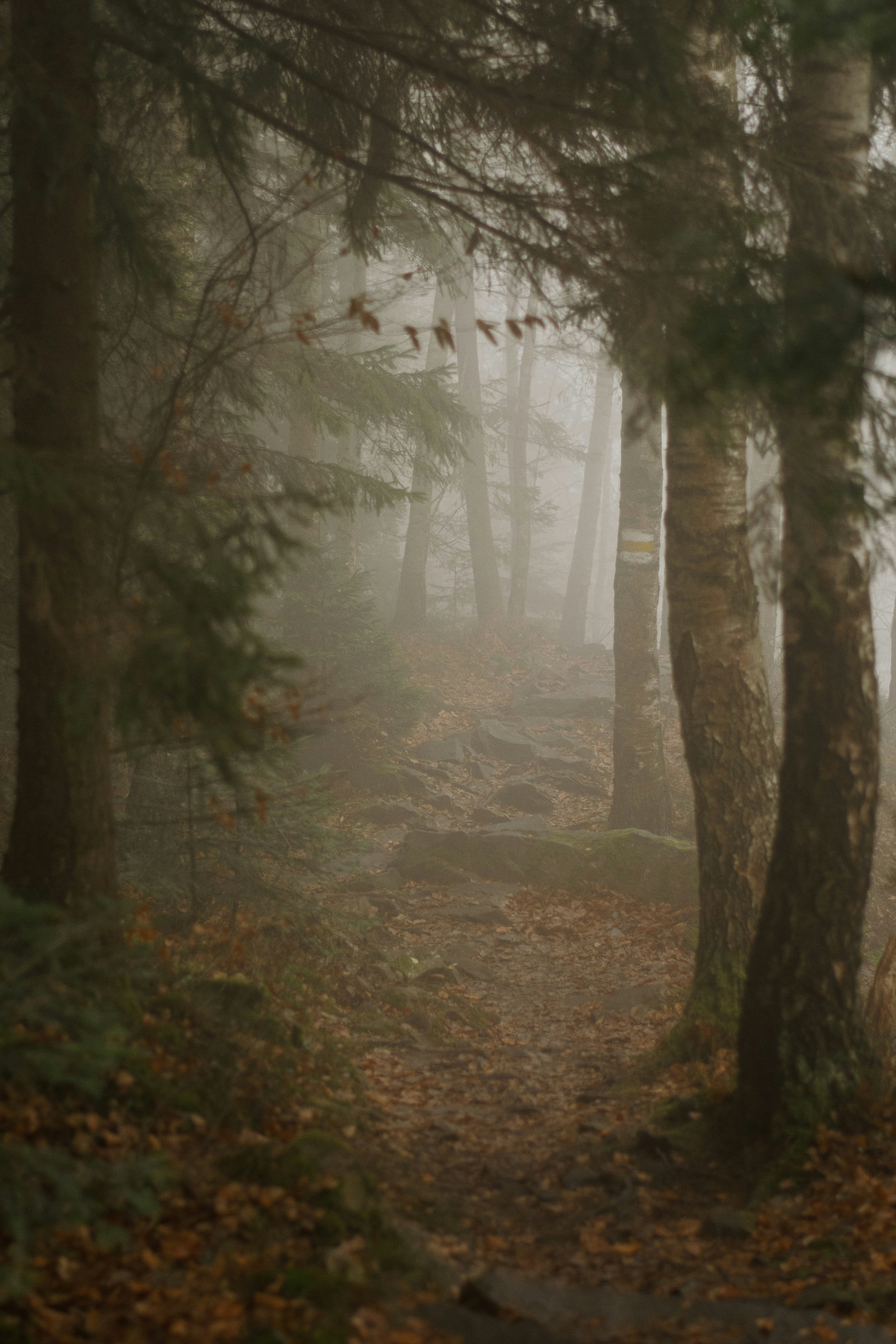 Deep woods forest, ilustrasi artikel Conquer the Bugs: The Ultimate Guide to Deep Woods Mosquito Repellents 3