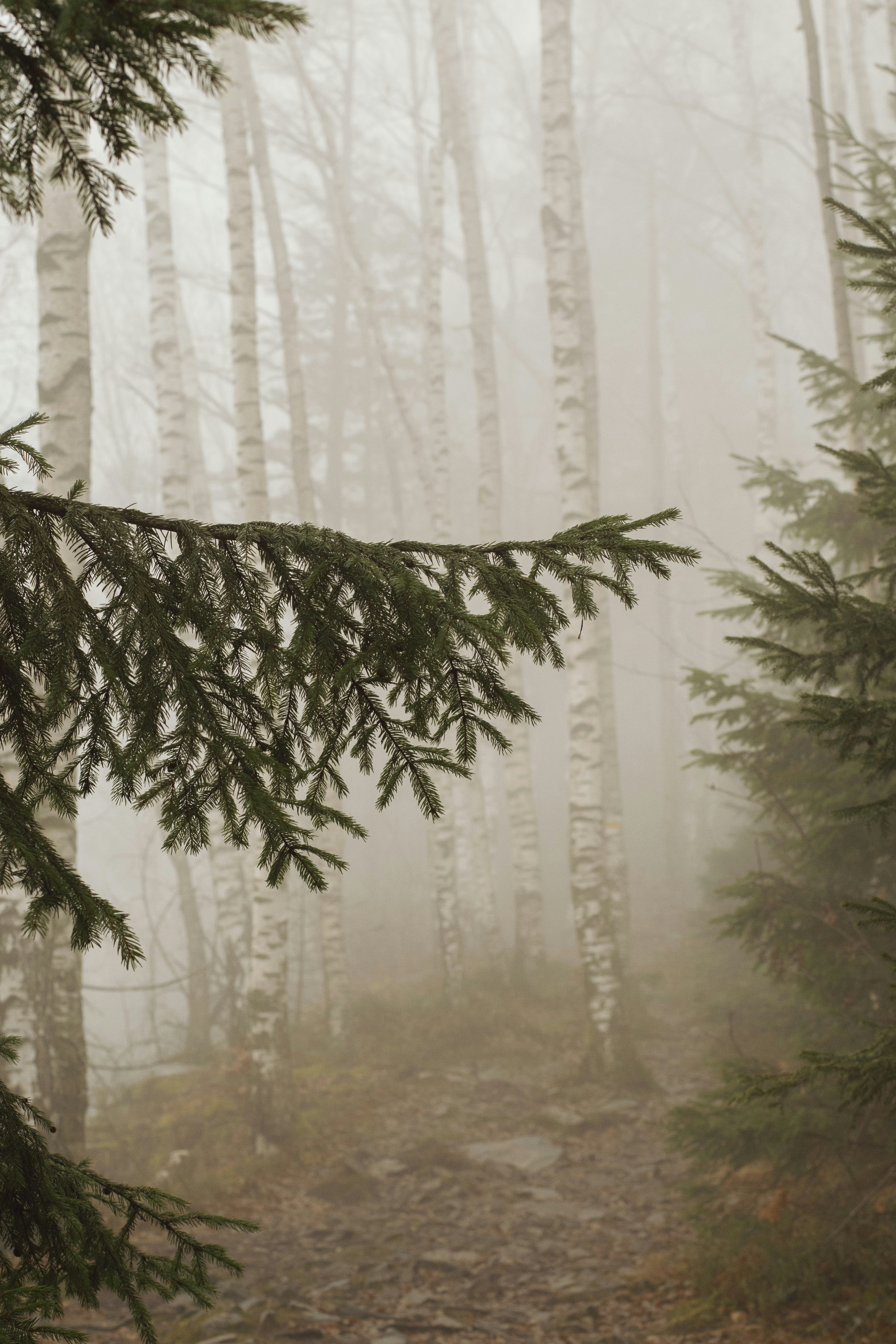 A foggy forest filled with lots of trees