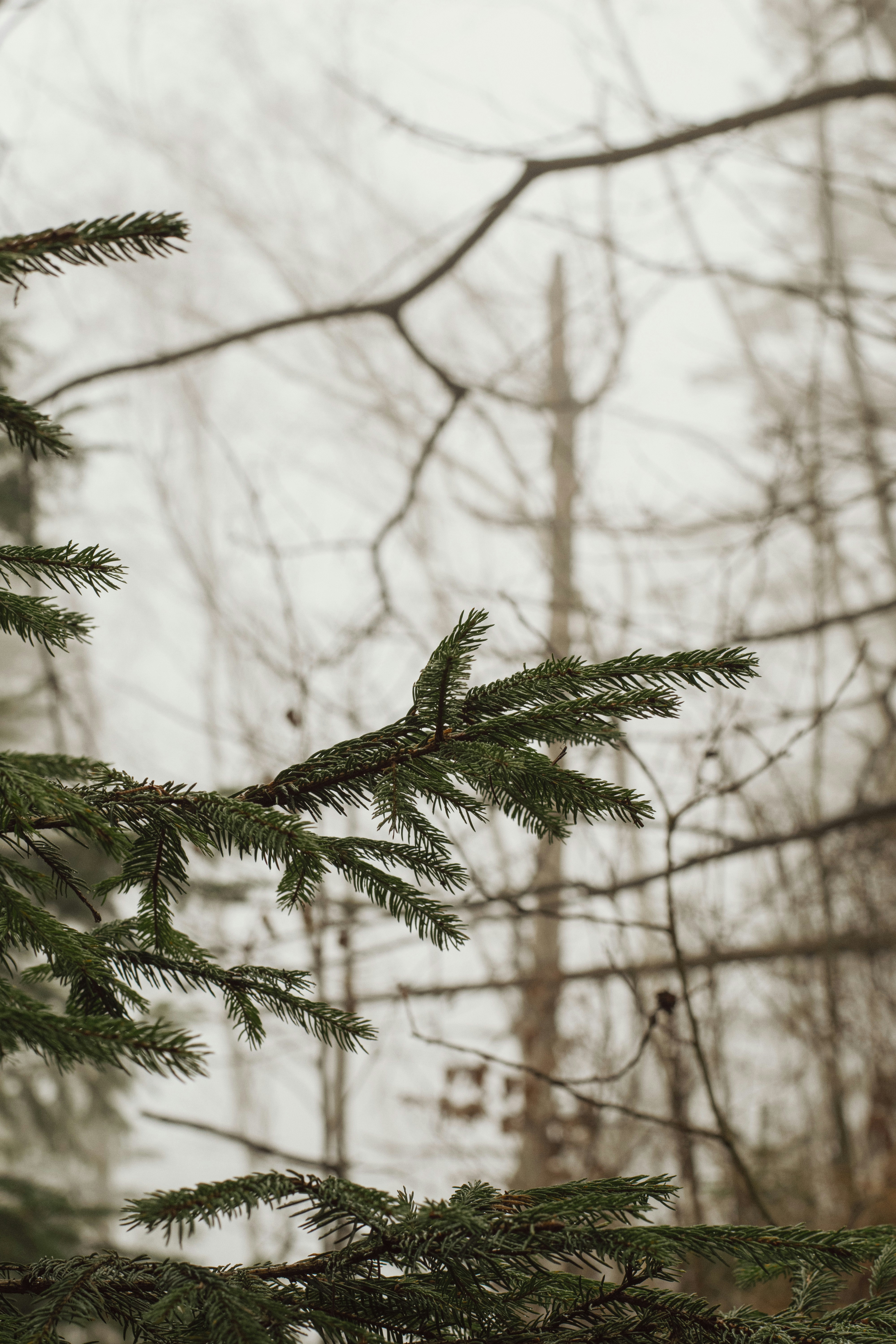 A bird perched on top of a tree branch