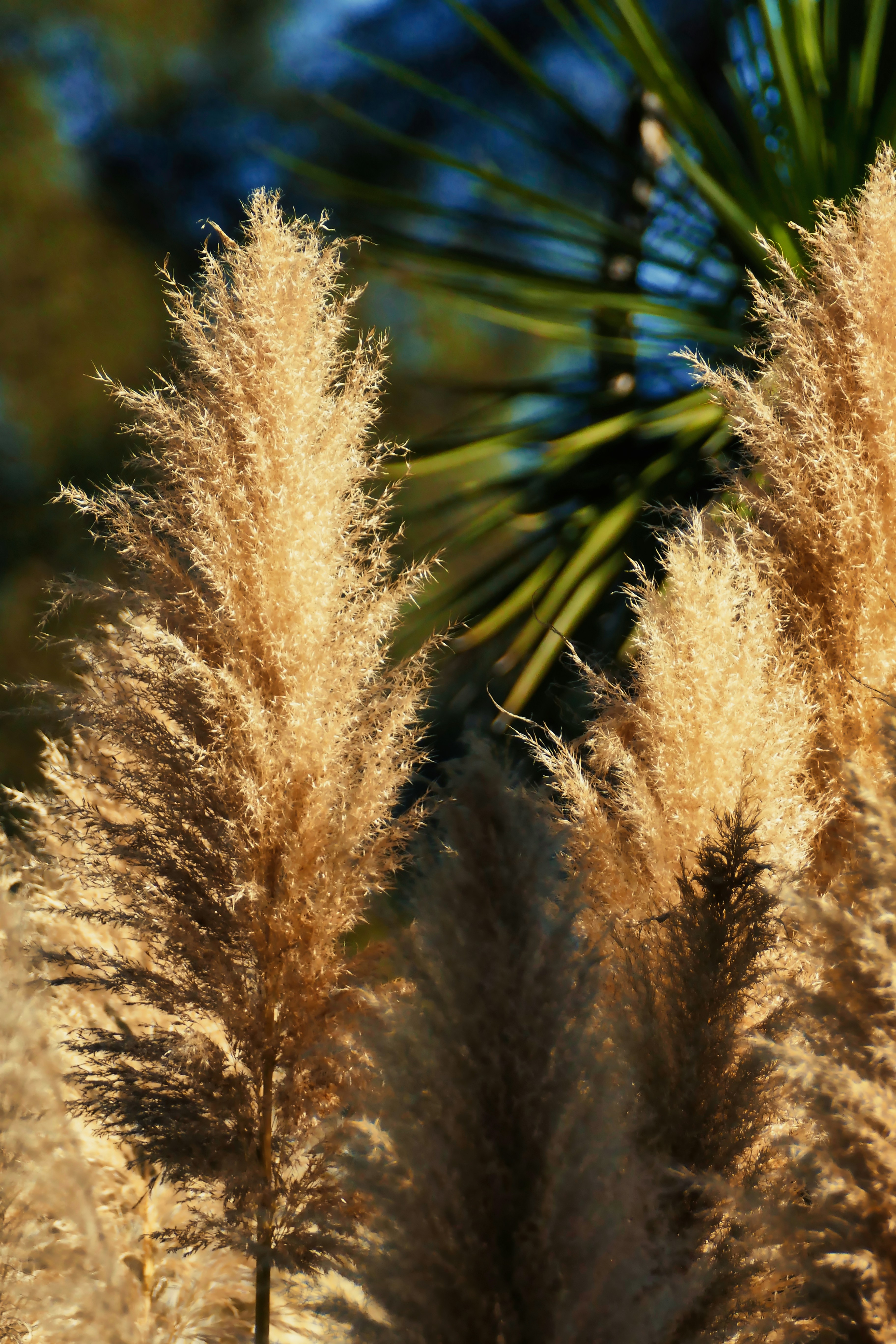 A close up of a bunch of tall grass