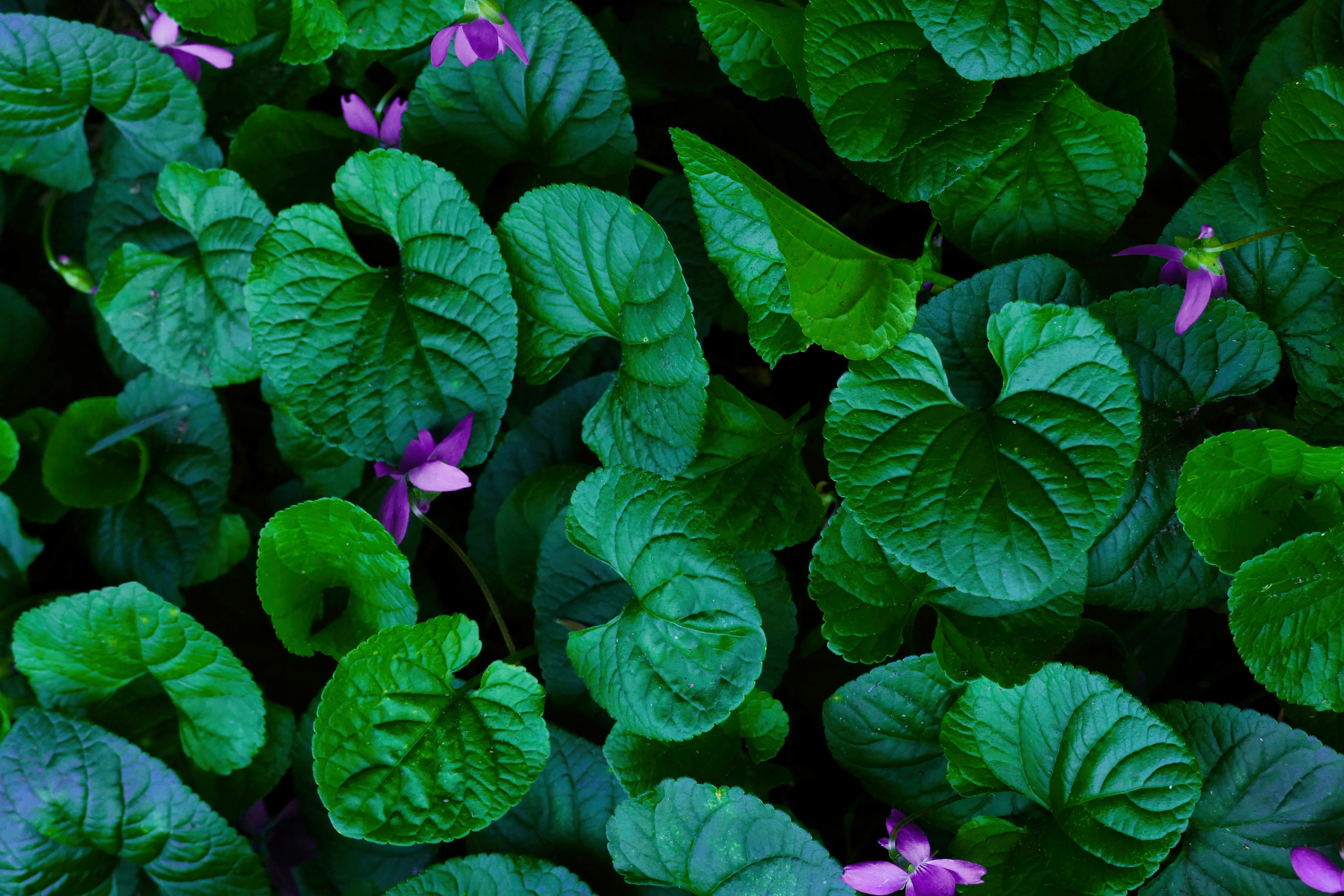 A bunch of green leaves with purple flowers