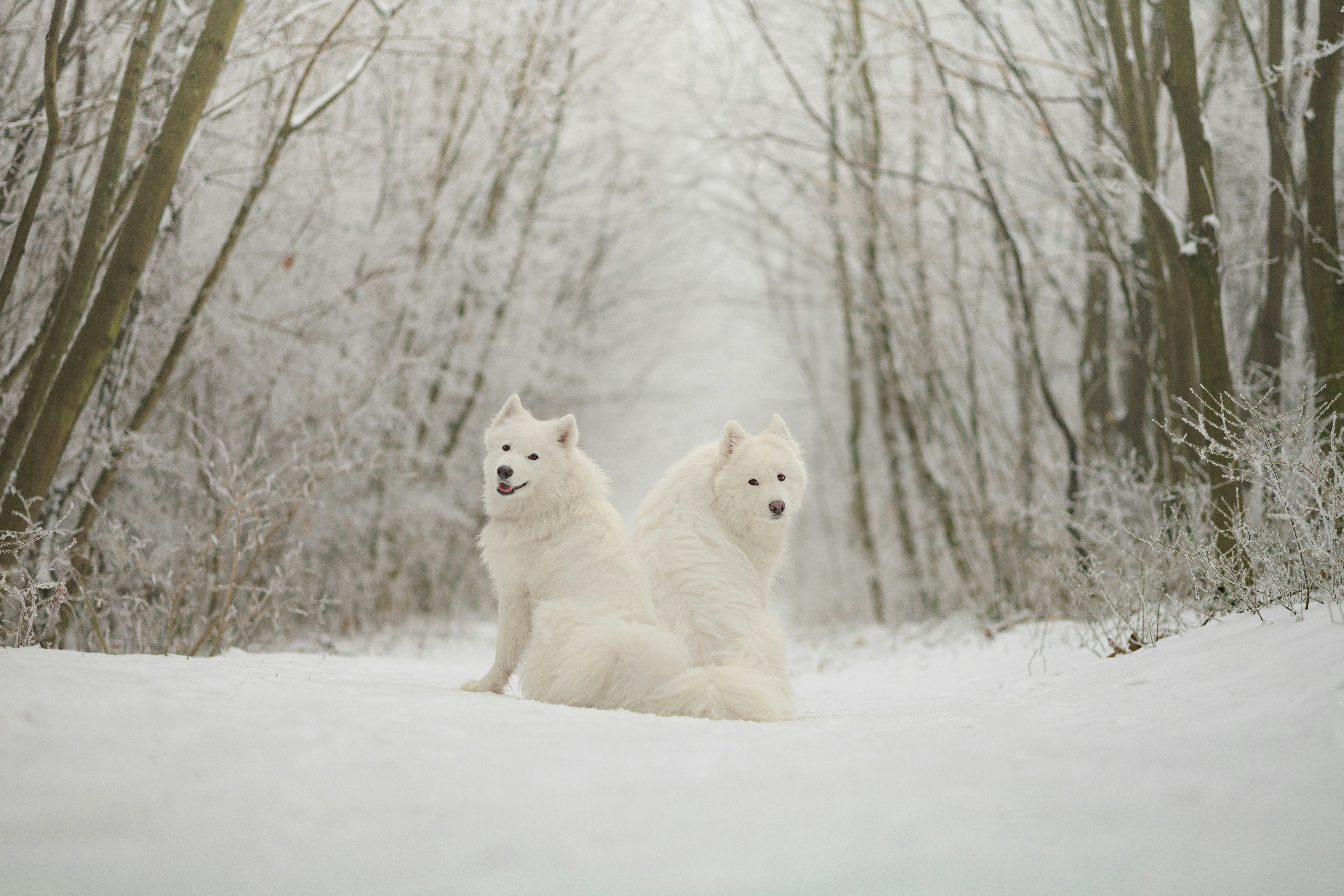 Photo by barcstamaas