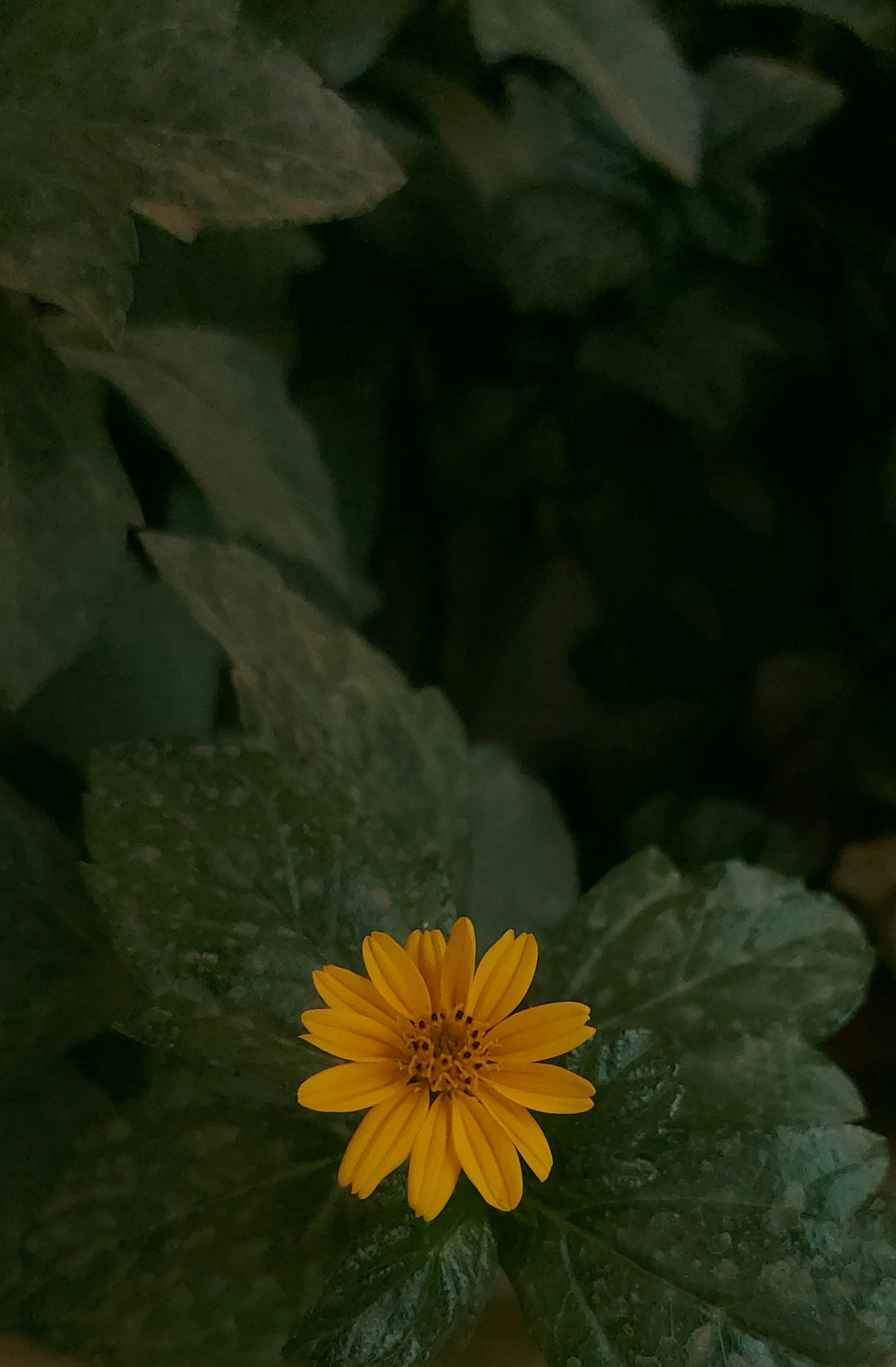 Photo by harshavsai