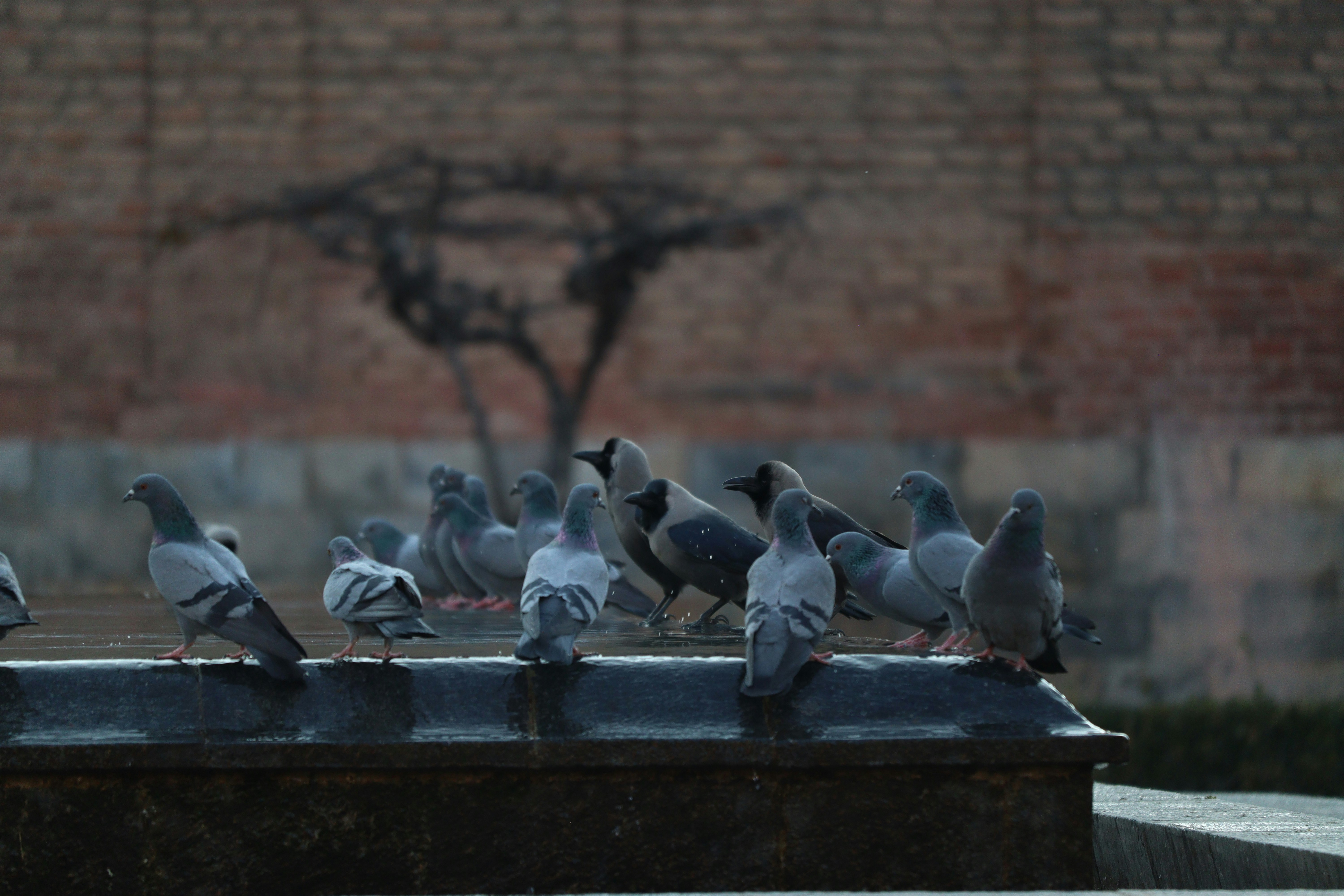 Jamia Masjid Srinagar Kashmir