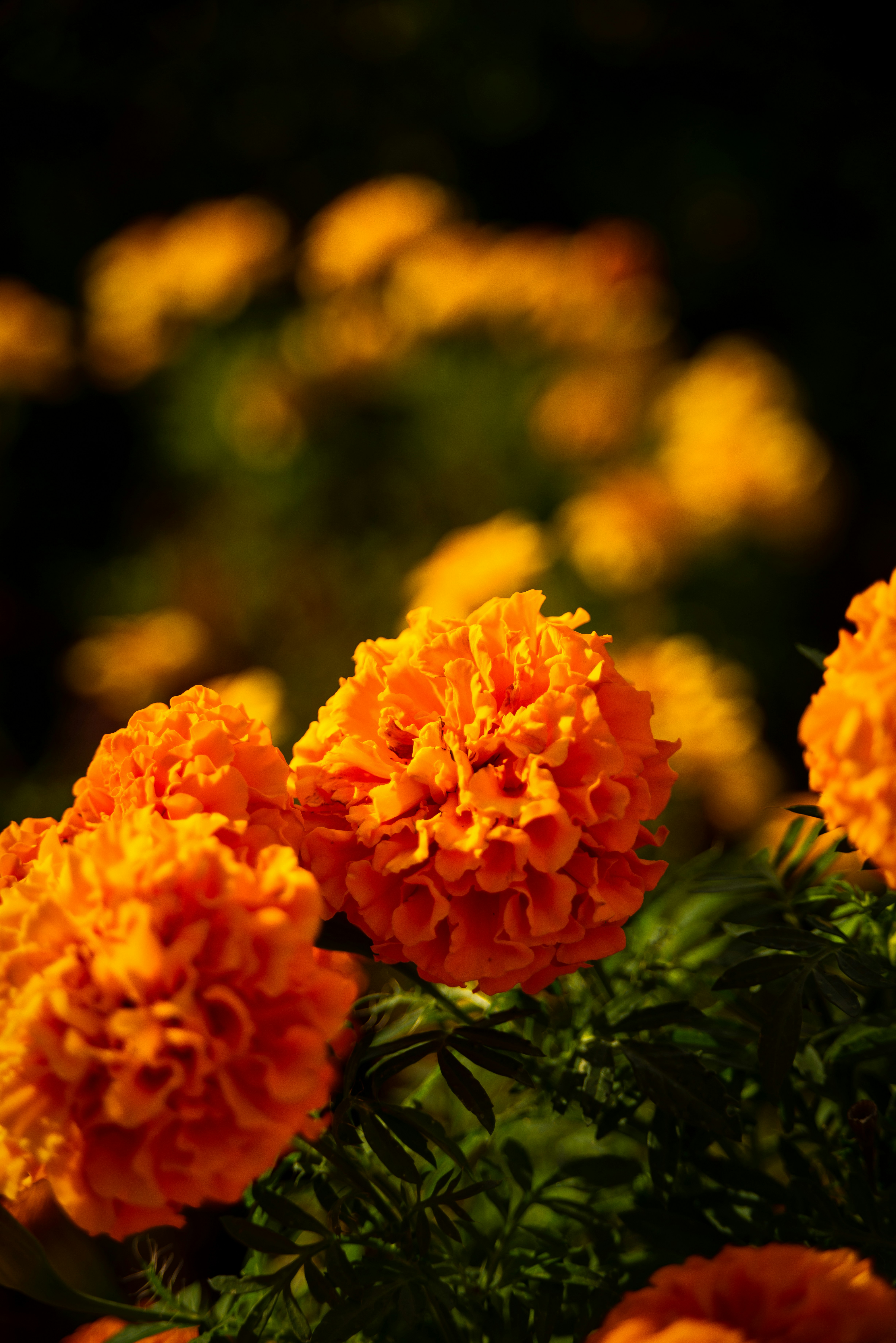 Photo by syrenofisys