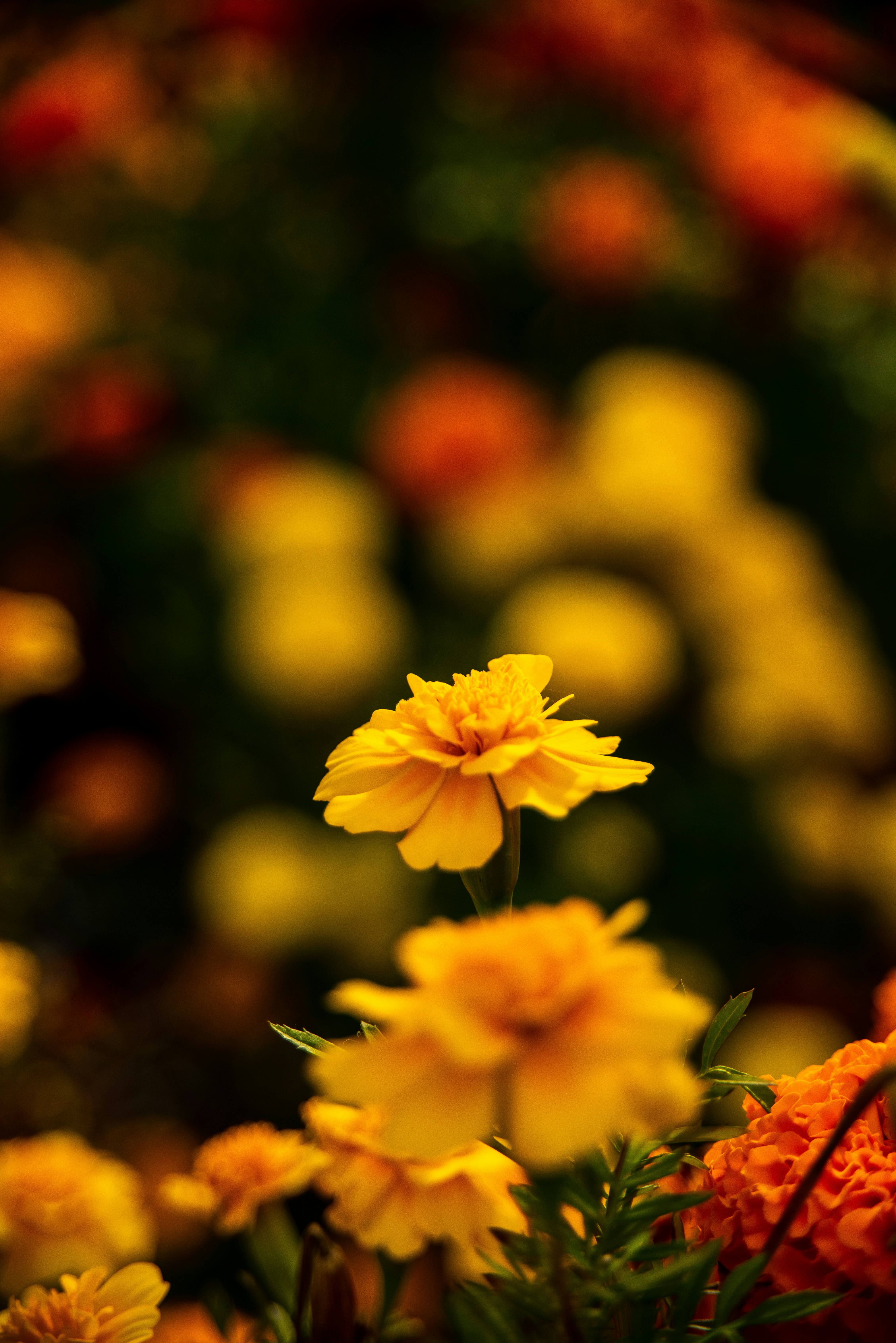 Photo by syrenofisys