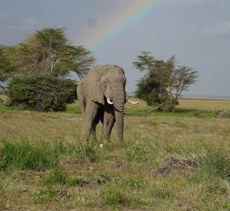 An elephant standing in a field with a rainbow in the background