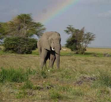 An elephant standing in a field with a rainbow in the background