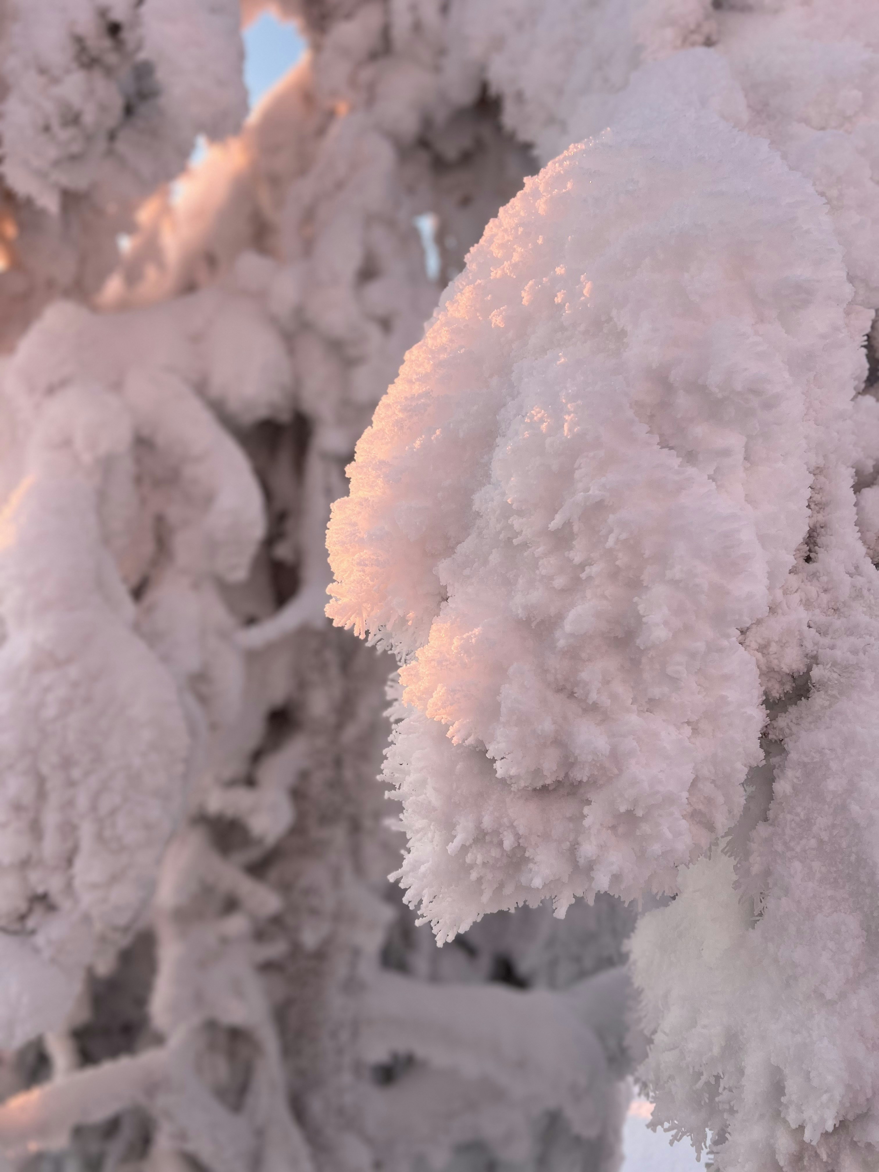 A bunch of snow covered trees in a forest