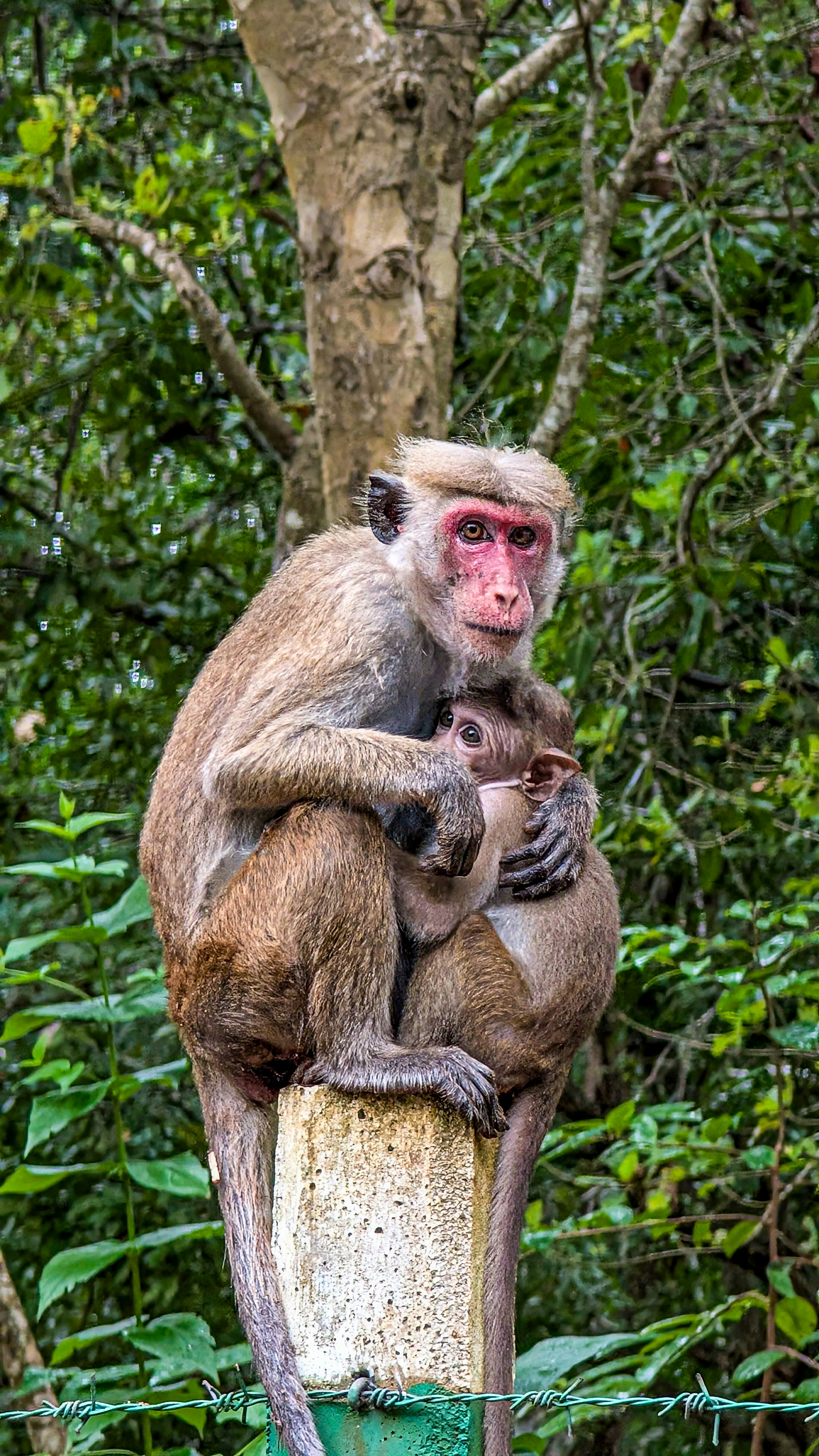 A monkey sitting on top of a wooden post