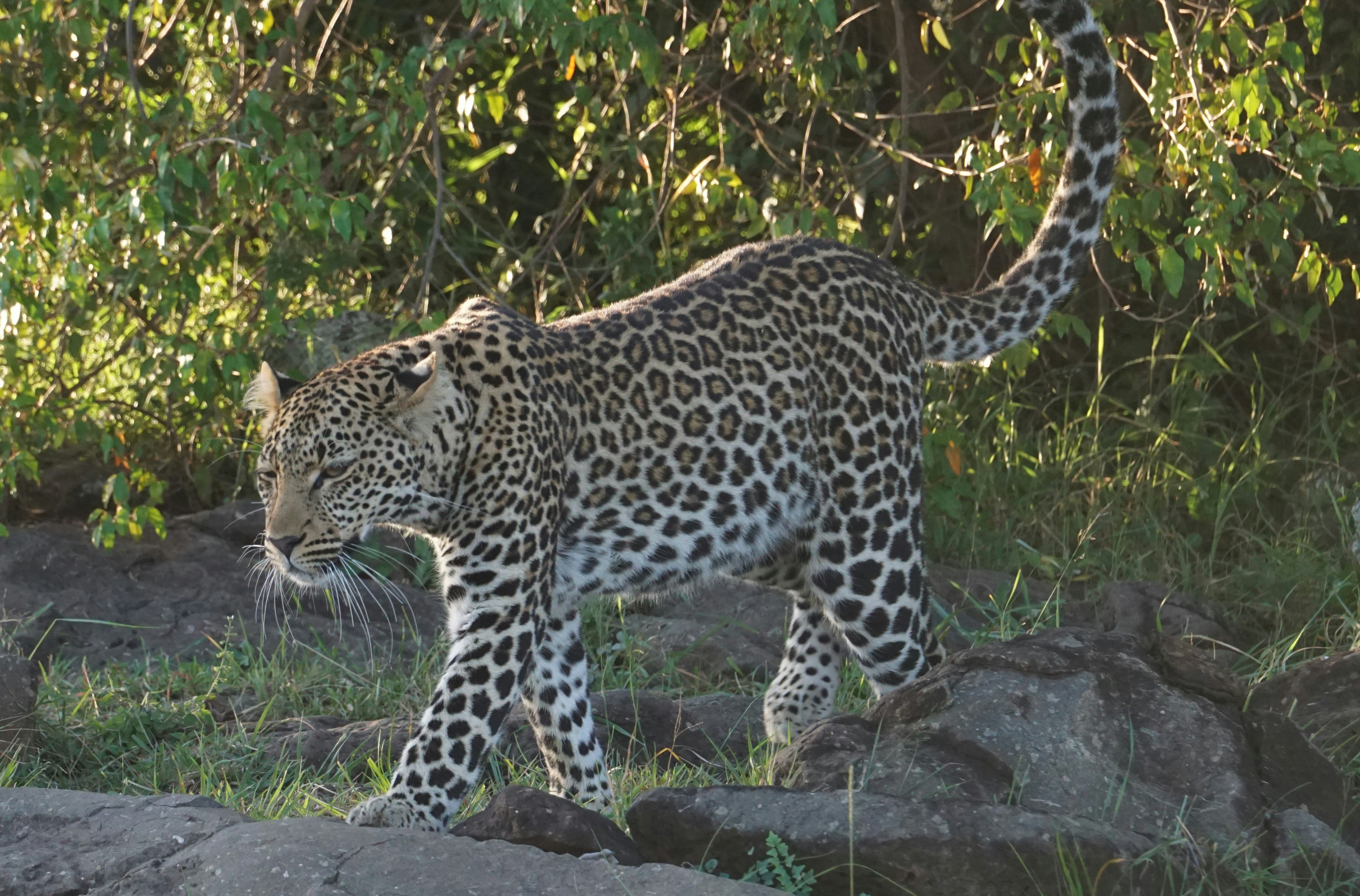 Turkey: Anatolian Leopards on the Comeback Trail (image credits: unsplash)