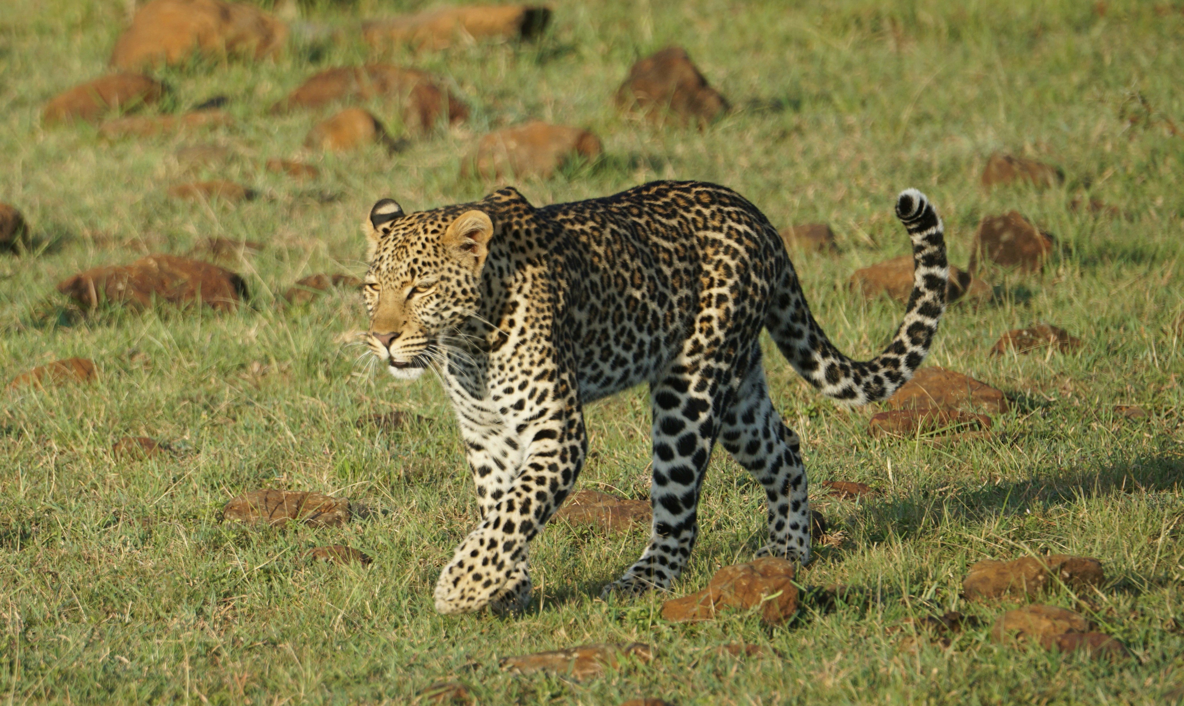 The Chase: Speed vs. Strength (image credits: unsplash)