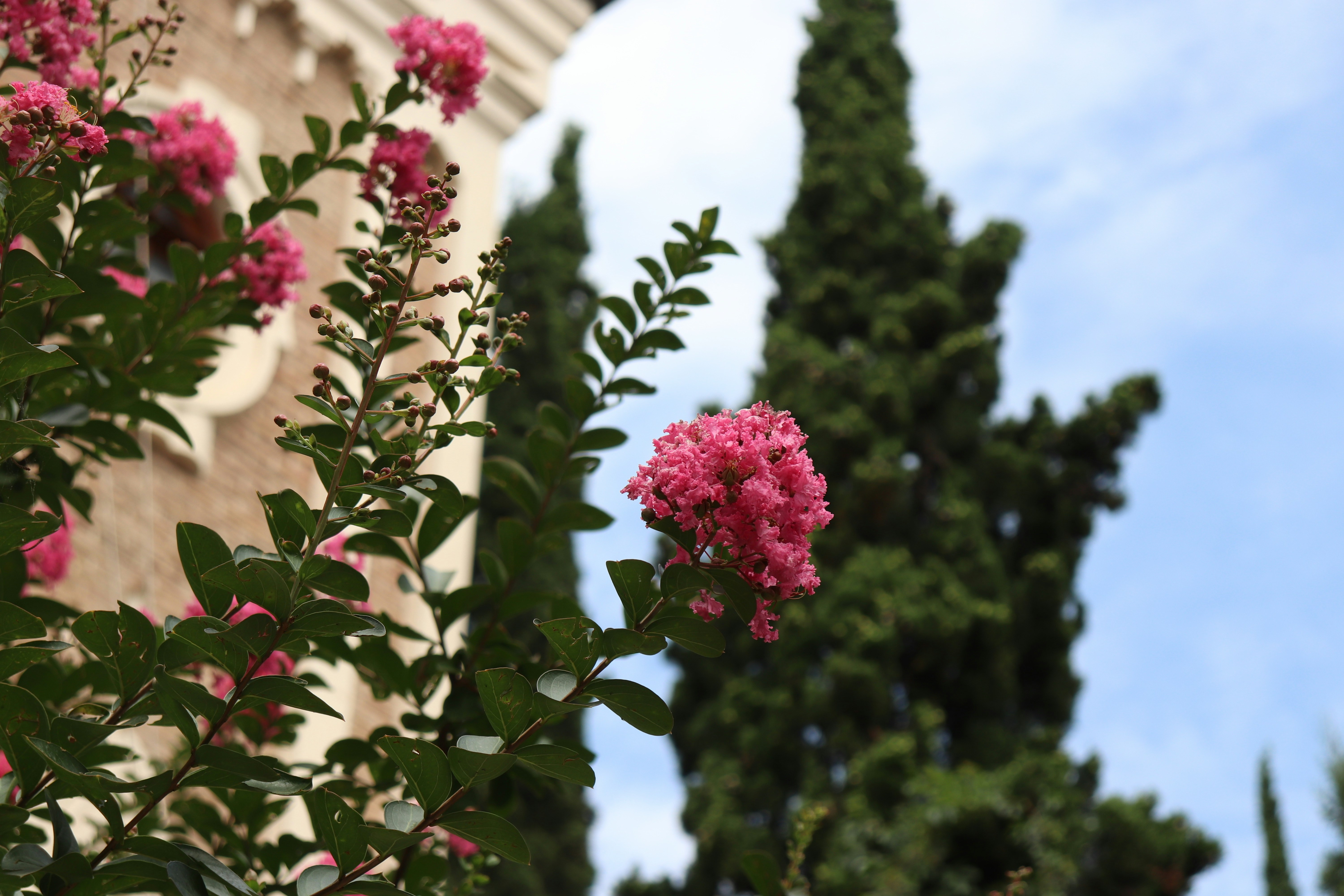 Pink flowers are blooming in front of a building