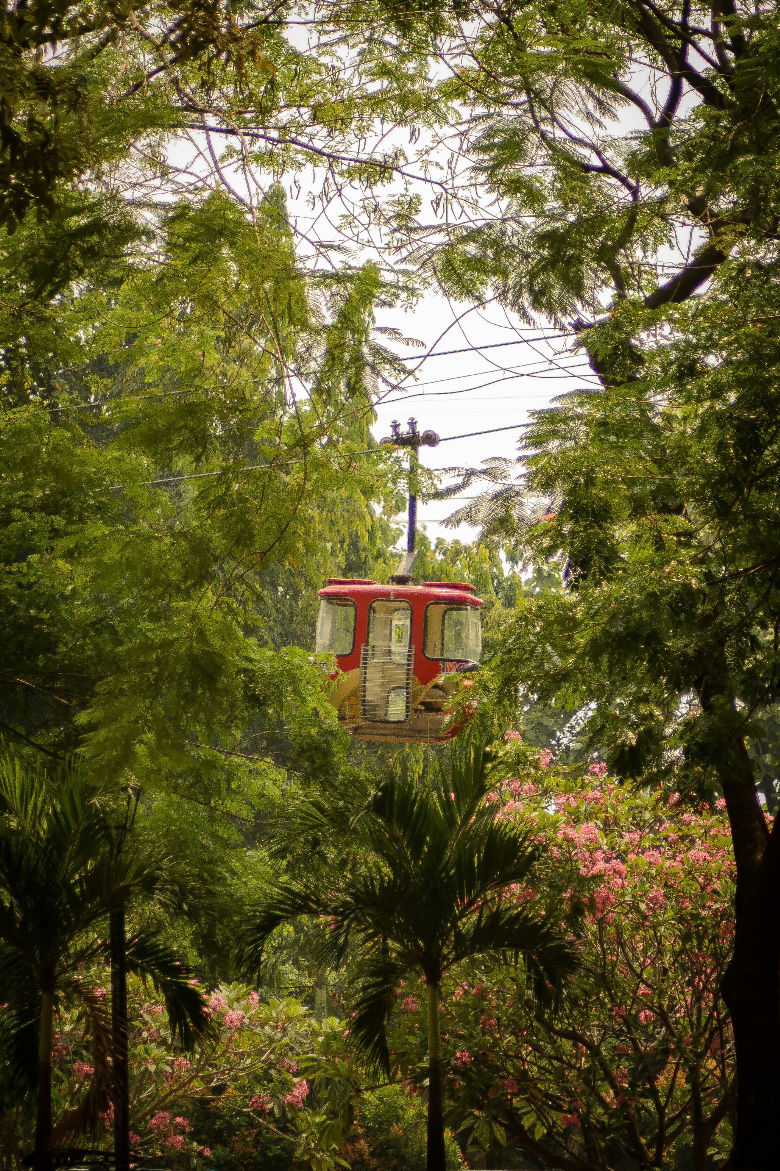 A cable car in the middle of a forest