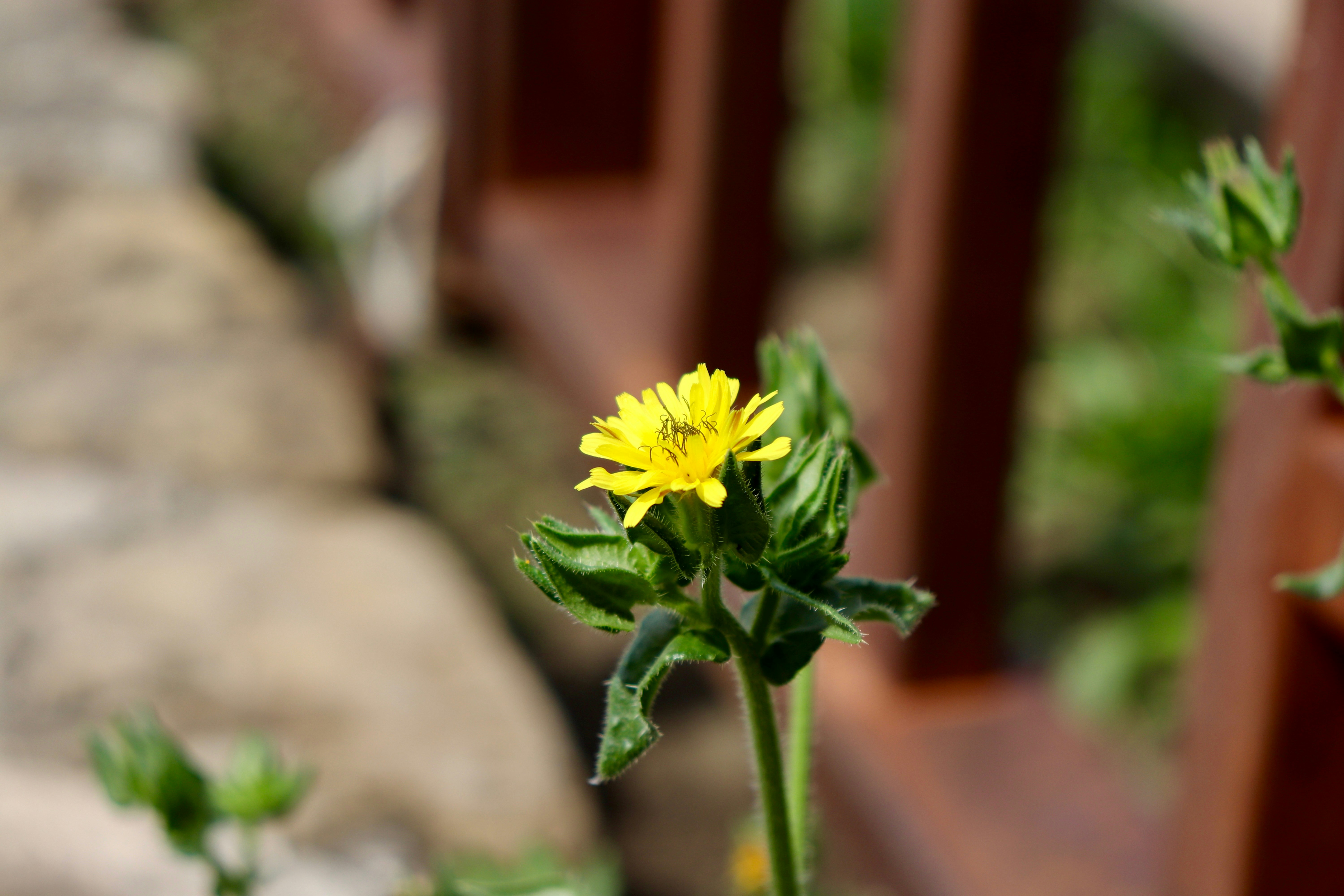 A small yellow flower sitting on top of a wooden bench
