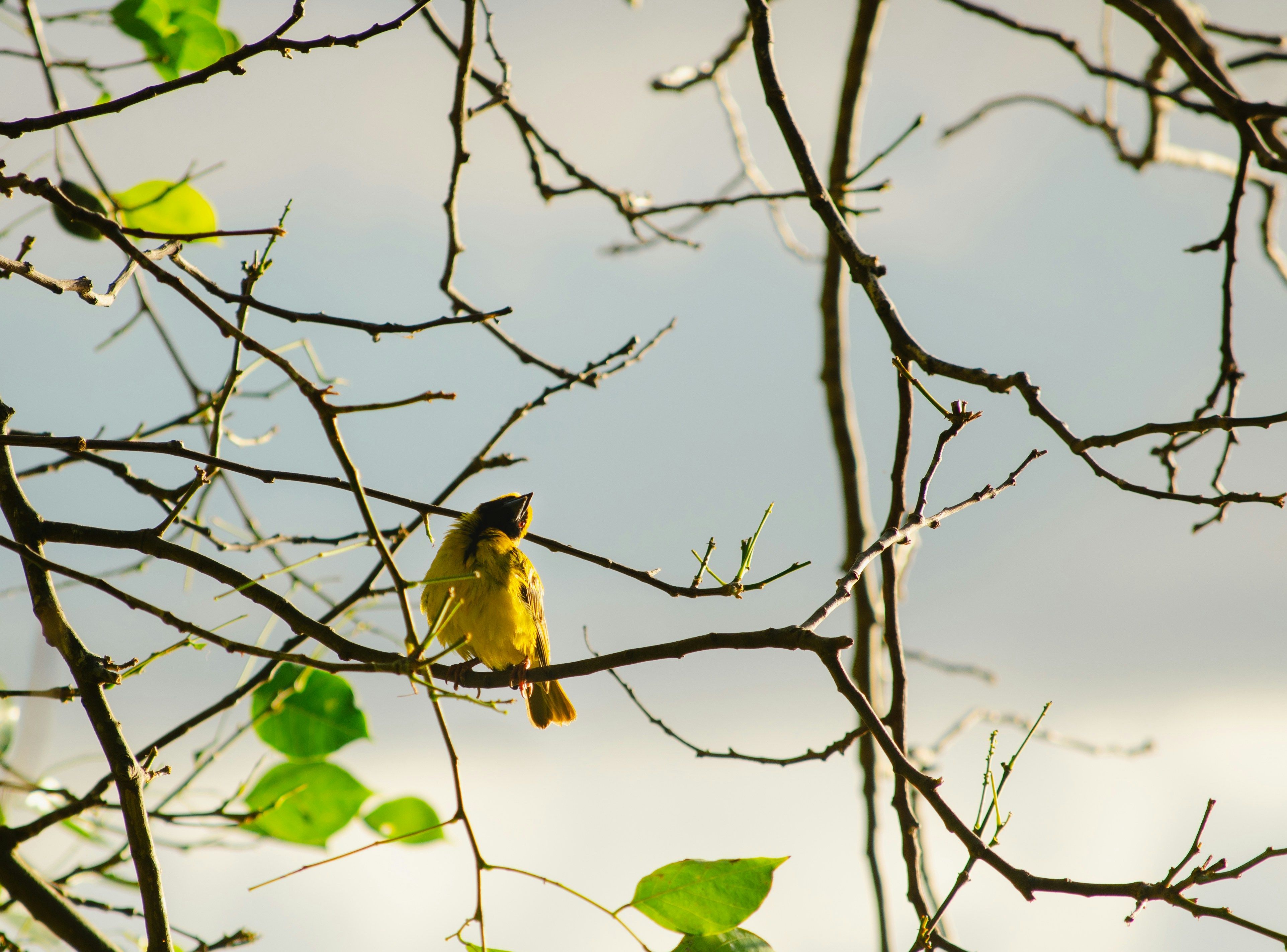 Photo by soaringsourabh