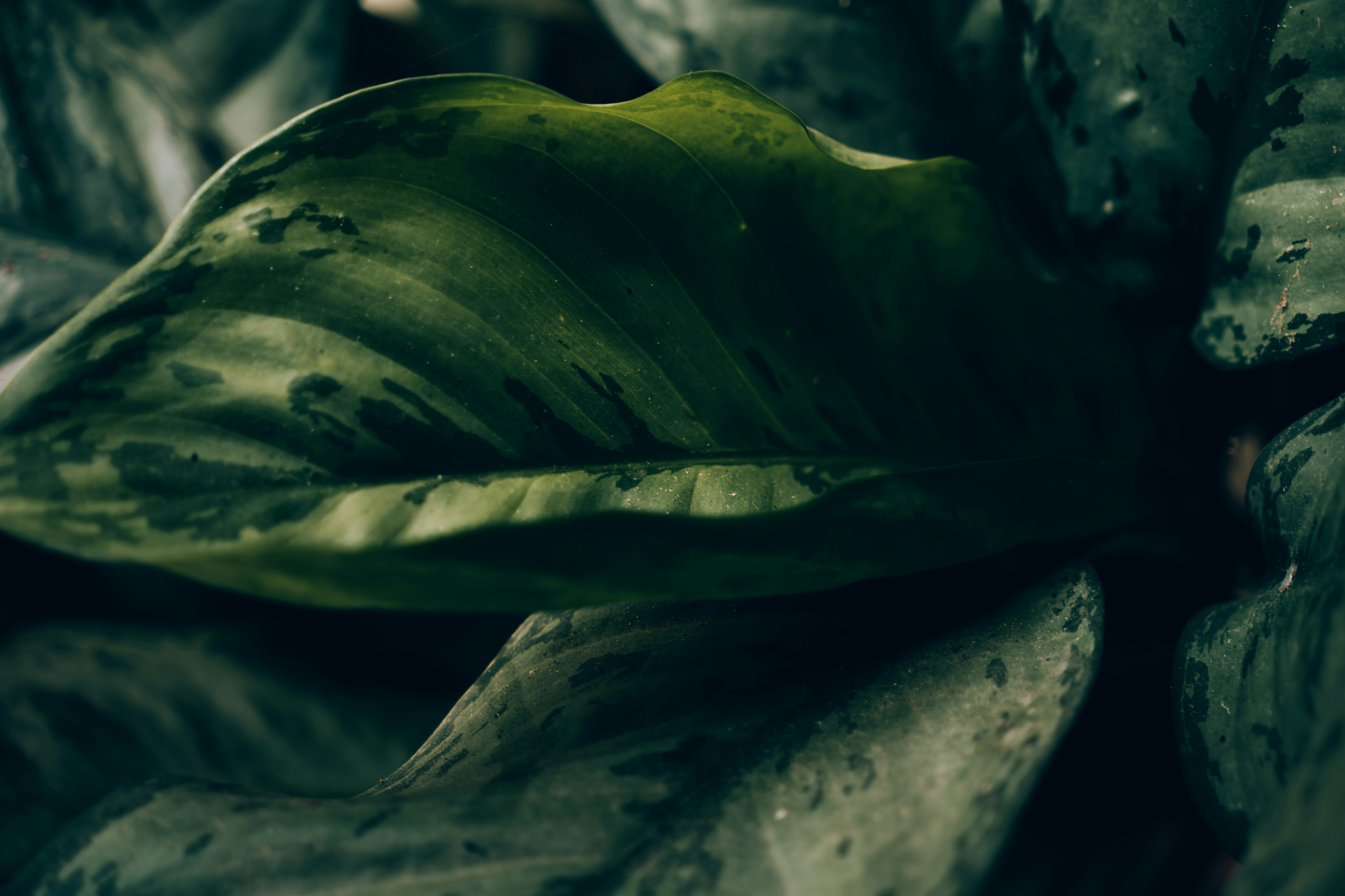 Photo by berserkdhanraj