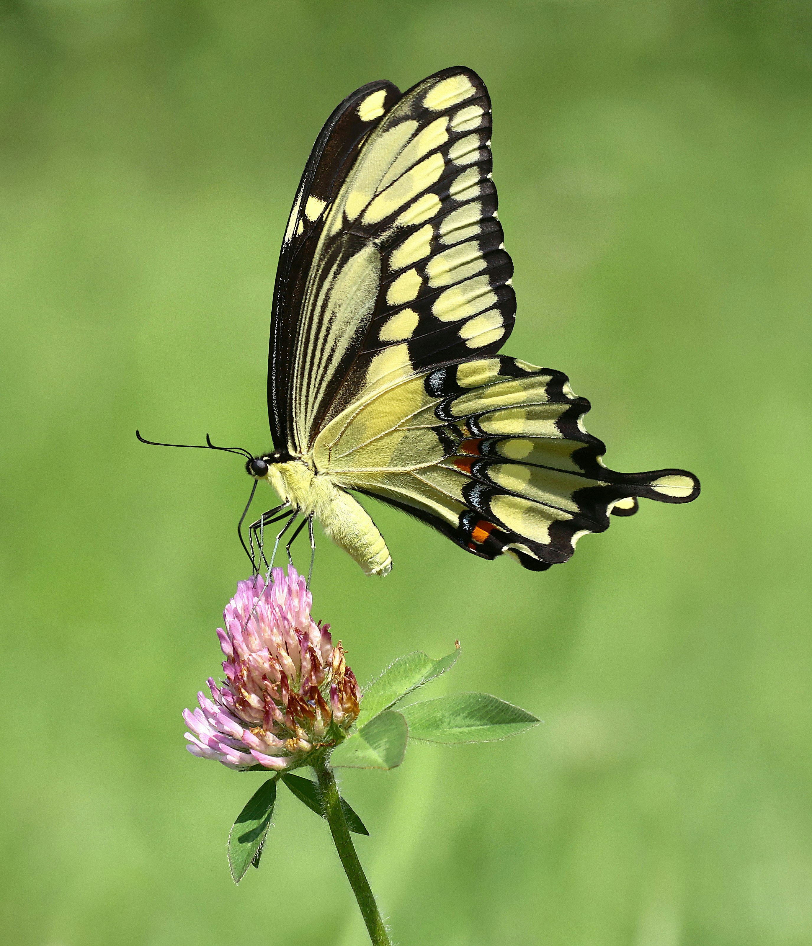 Photo by telliottmbamsc