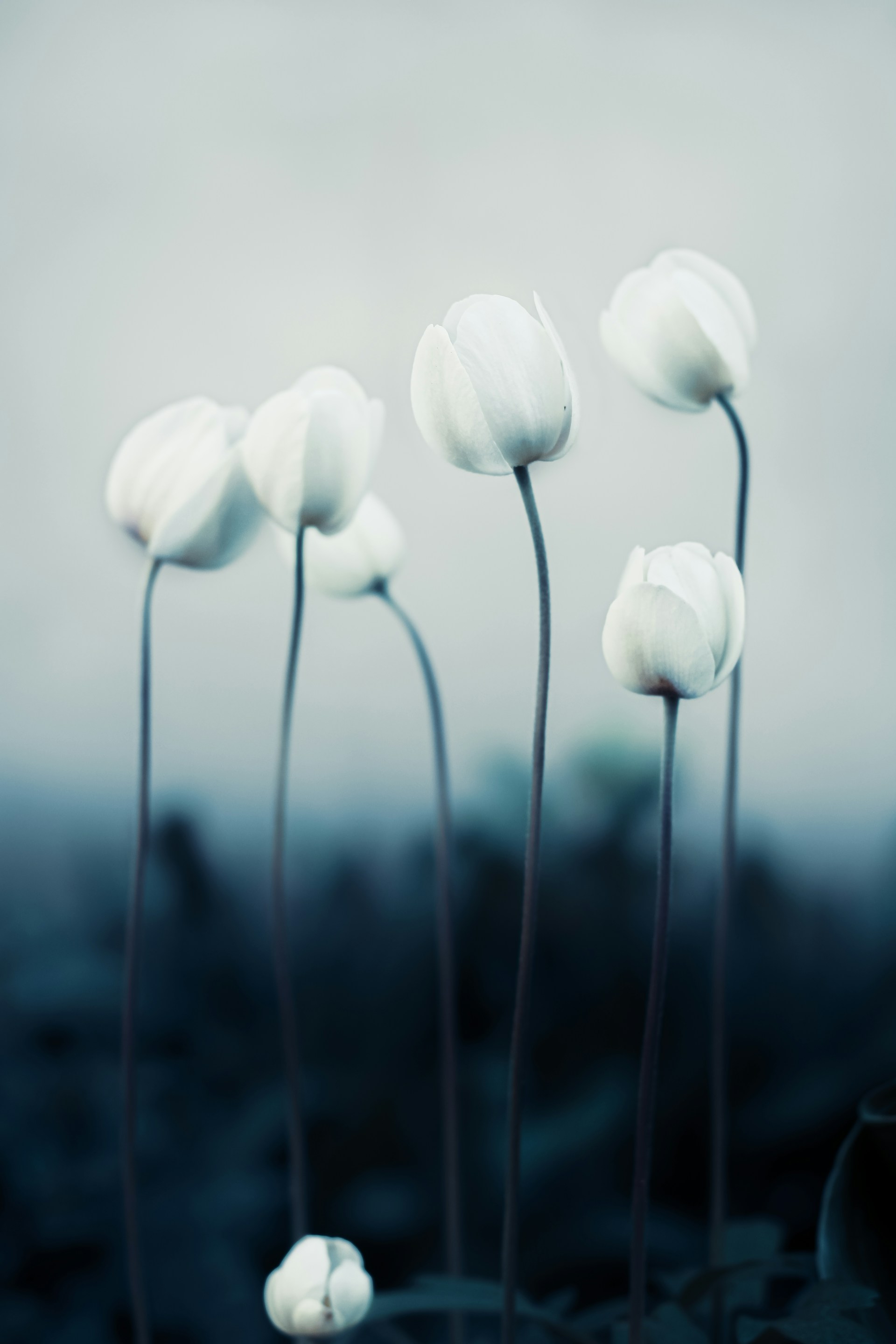 A group of white flowers sitting on top of a lush green field