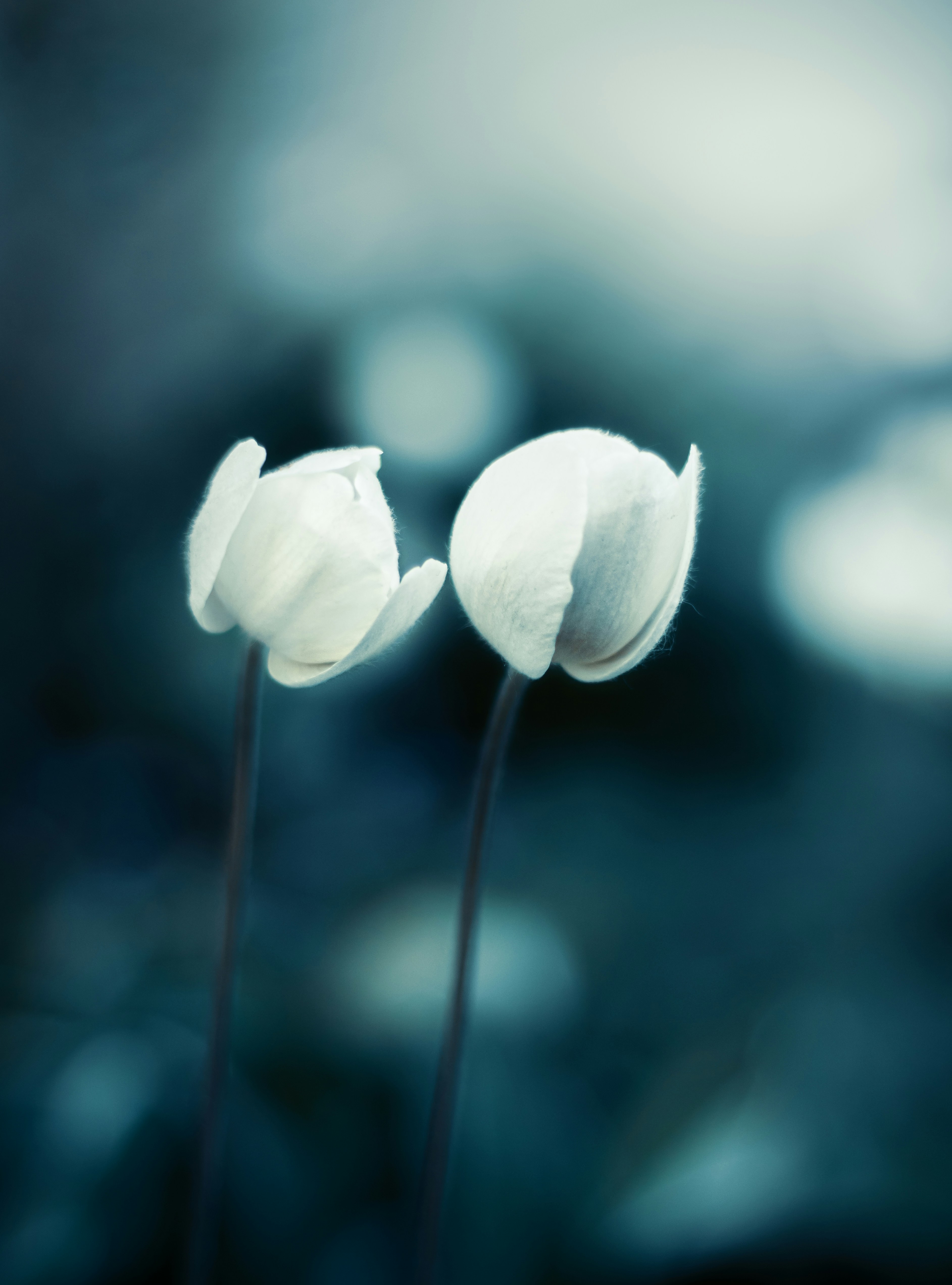 Photo by mineral_of_demon