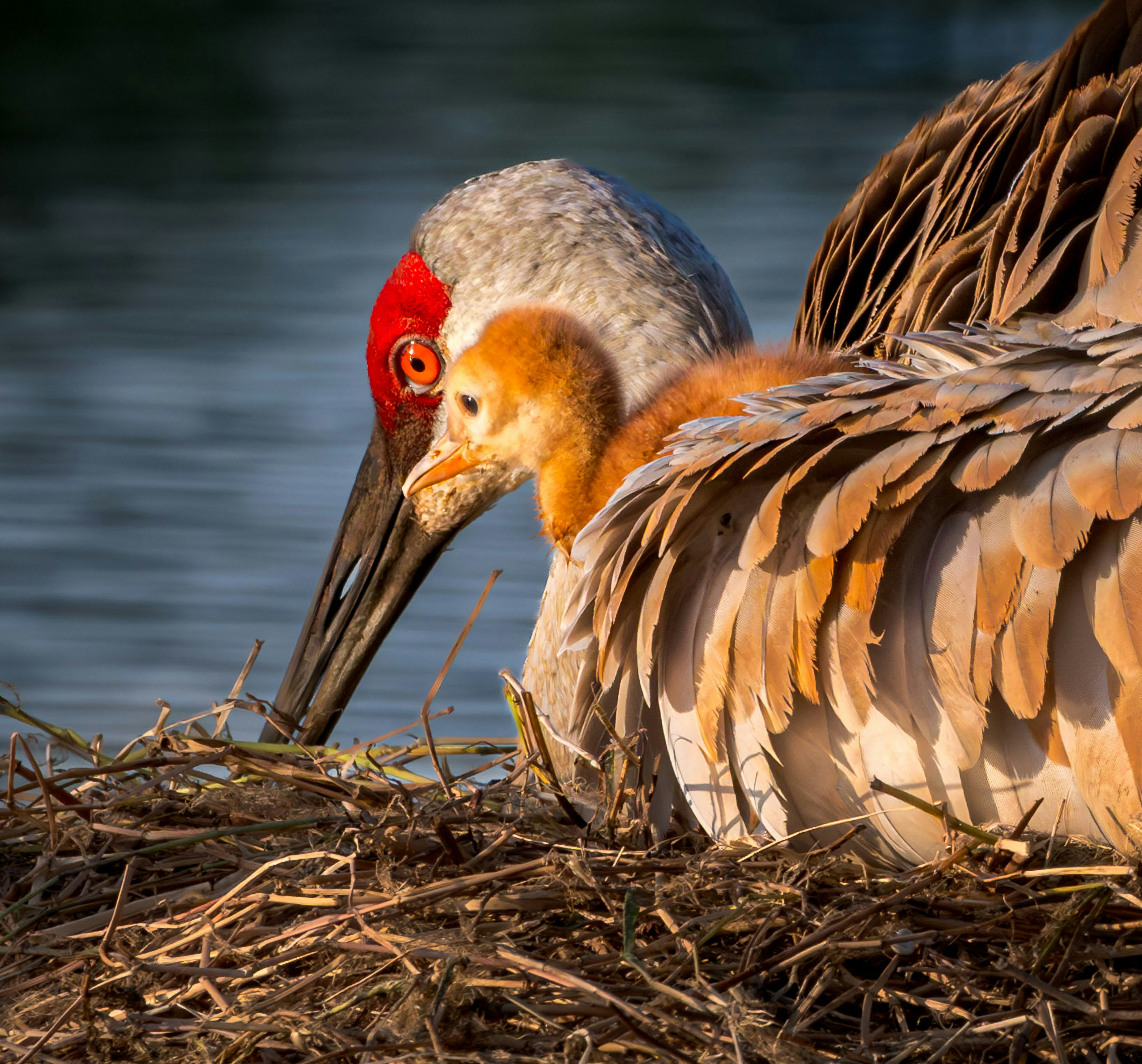 A fluffy sandhill crane chick nestled in its parent’s feathers.