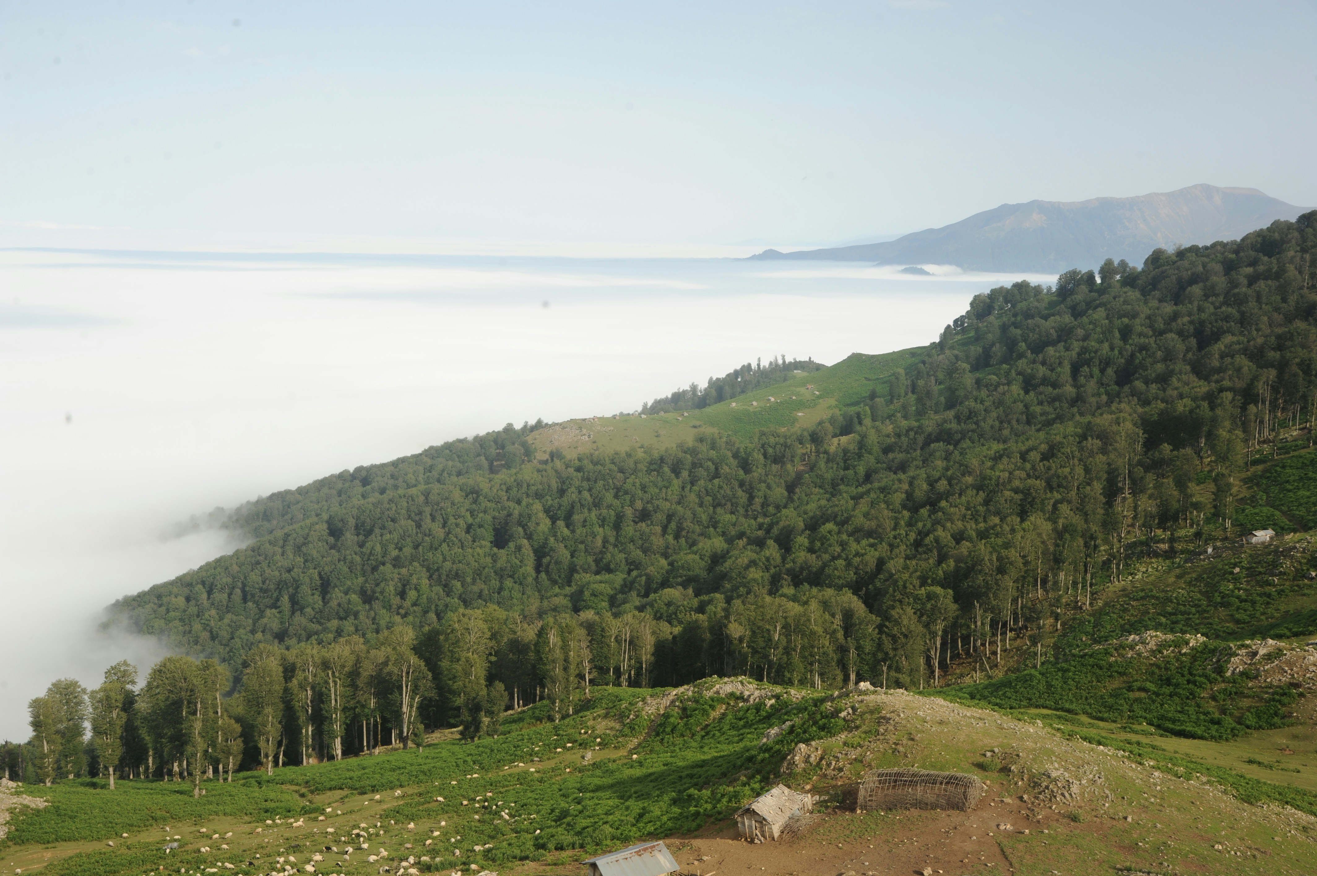 A view of a hill with a forest in the background
