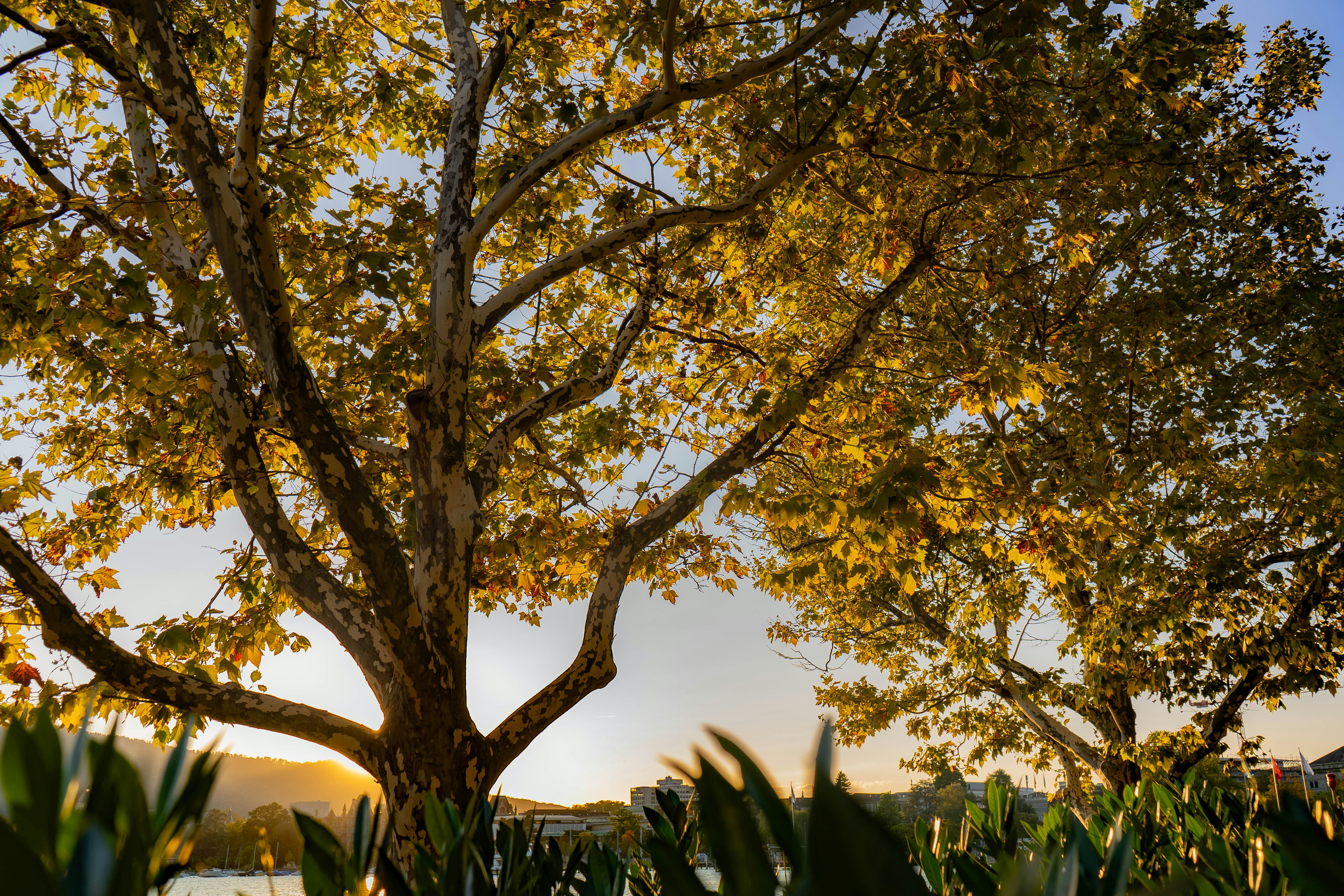 A tree in the middle of a field with a lake in the background