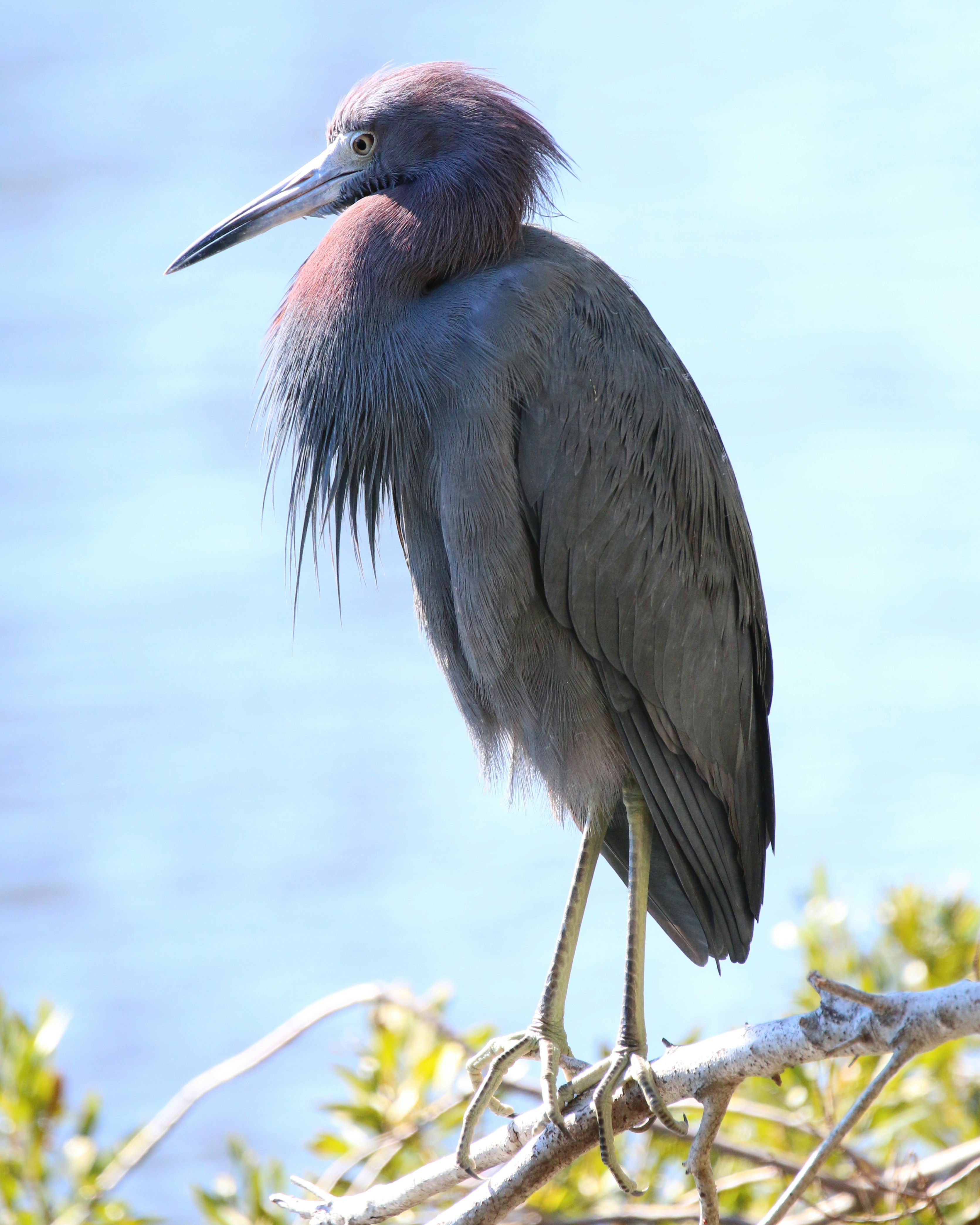 Photo by goldenplover31