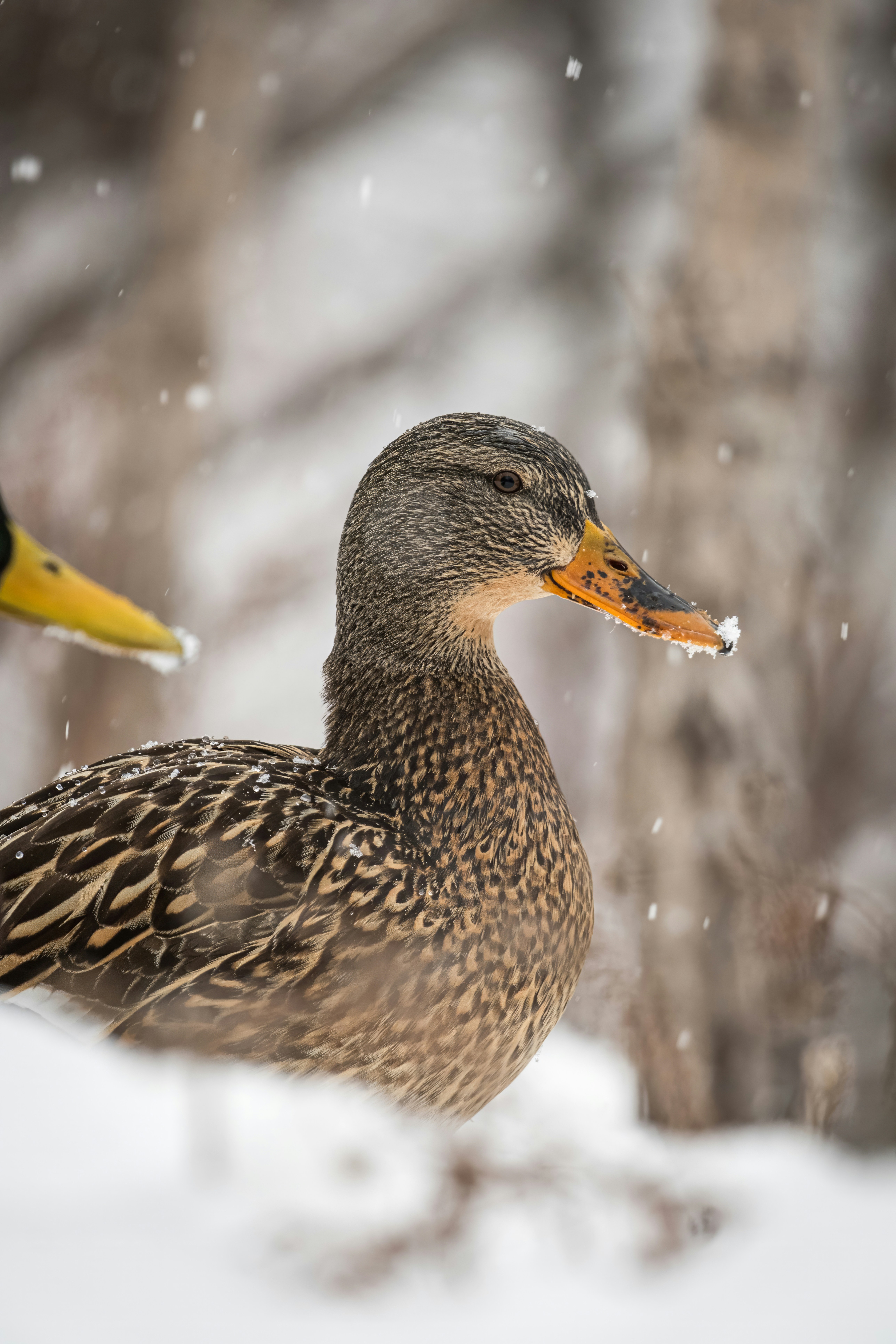 Photo by alexandredaoust