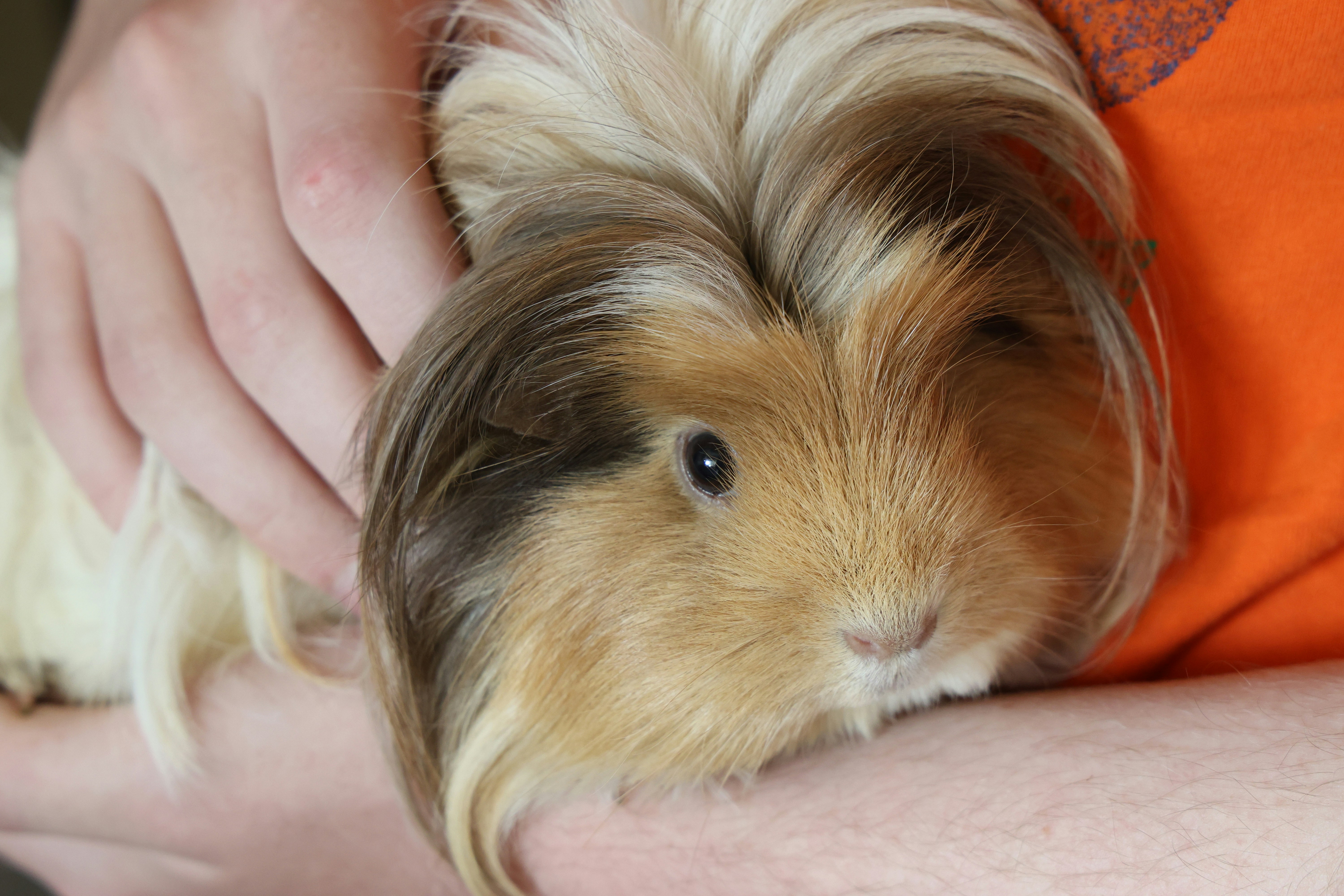 Guinea pig