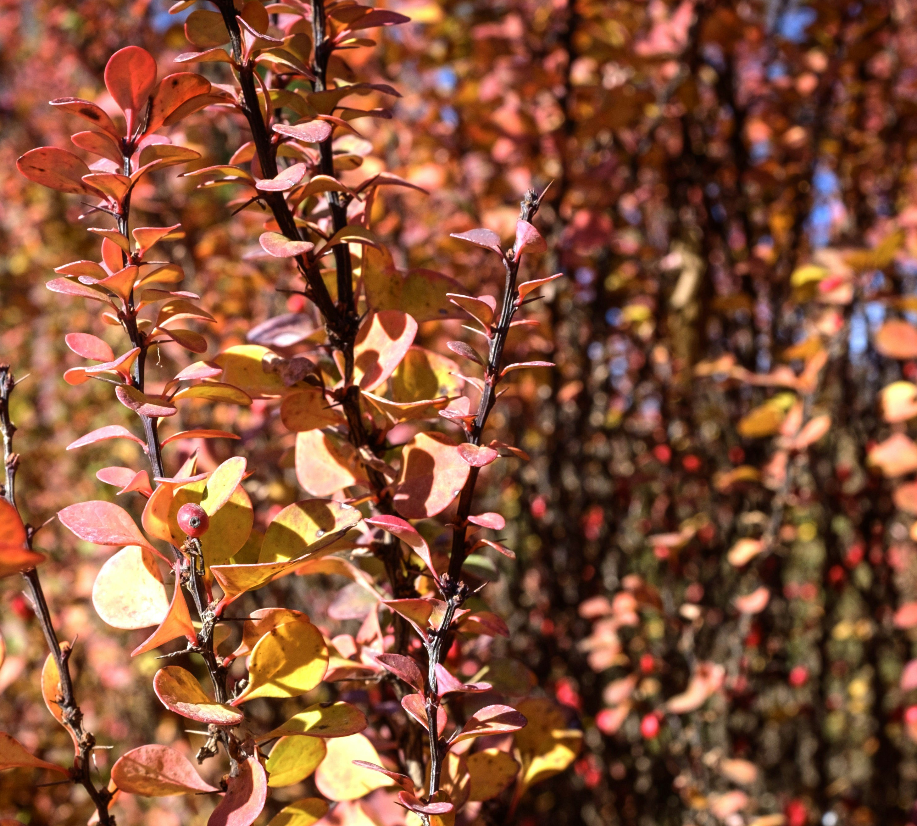 Photo by jaquestories